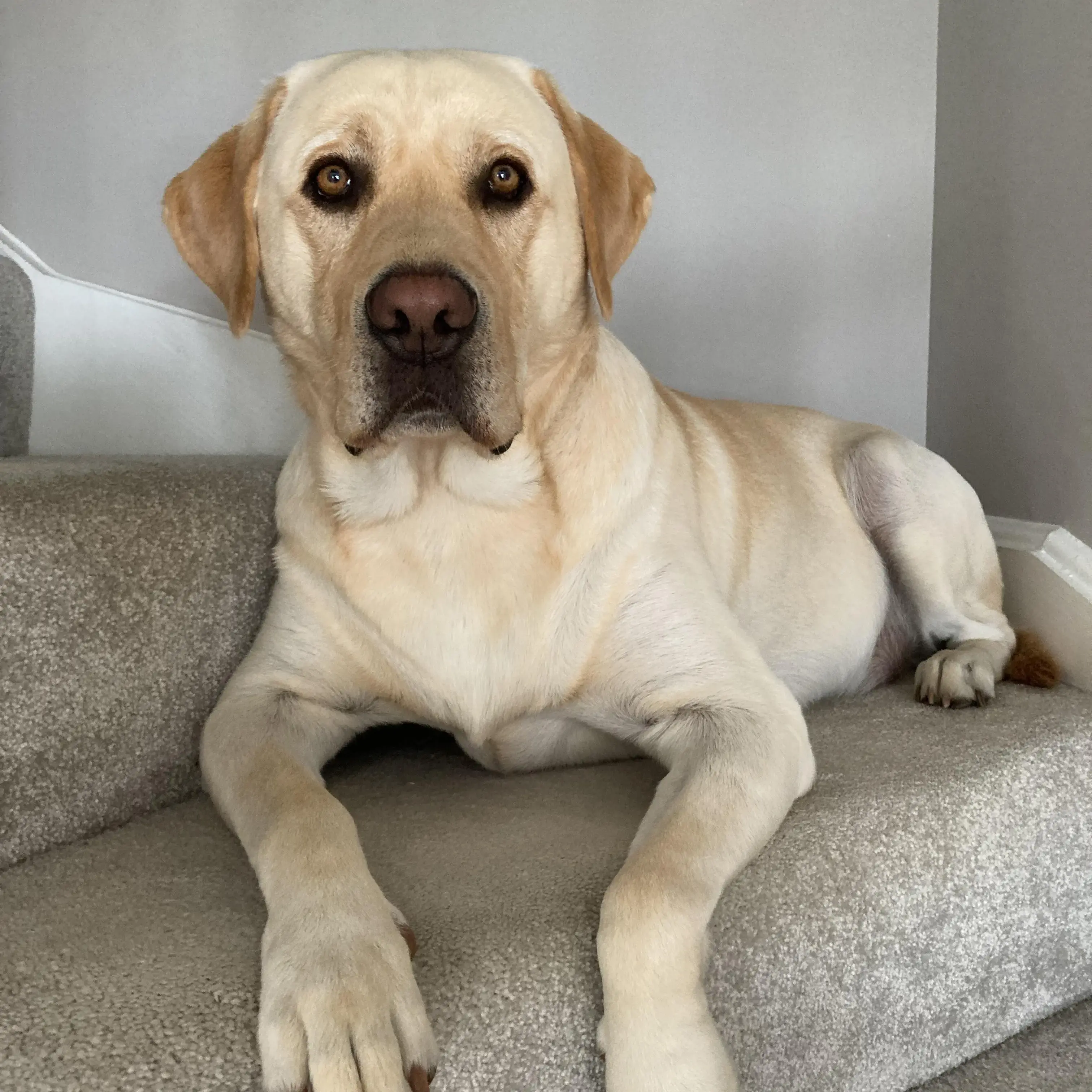 Labrador Retriever
