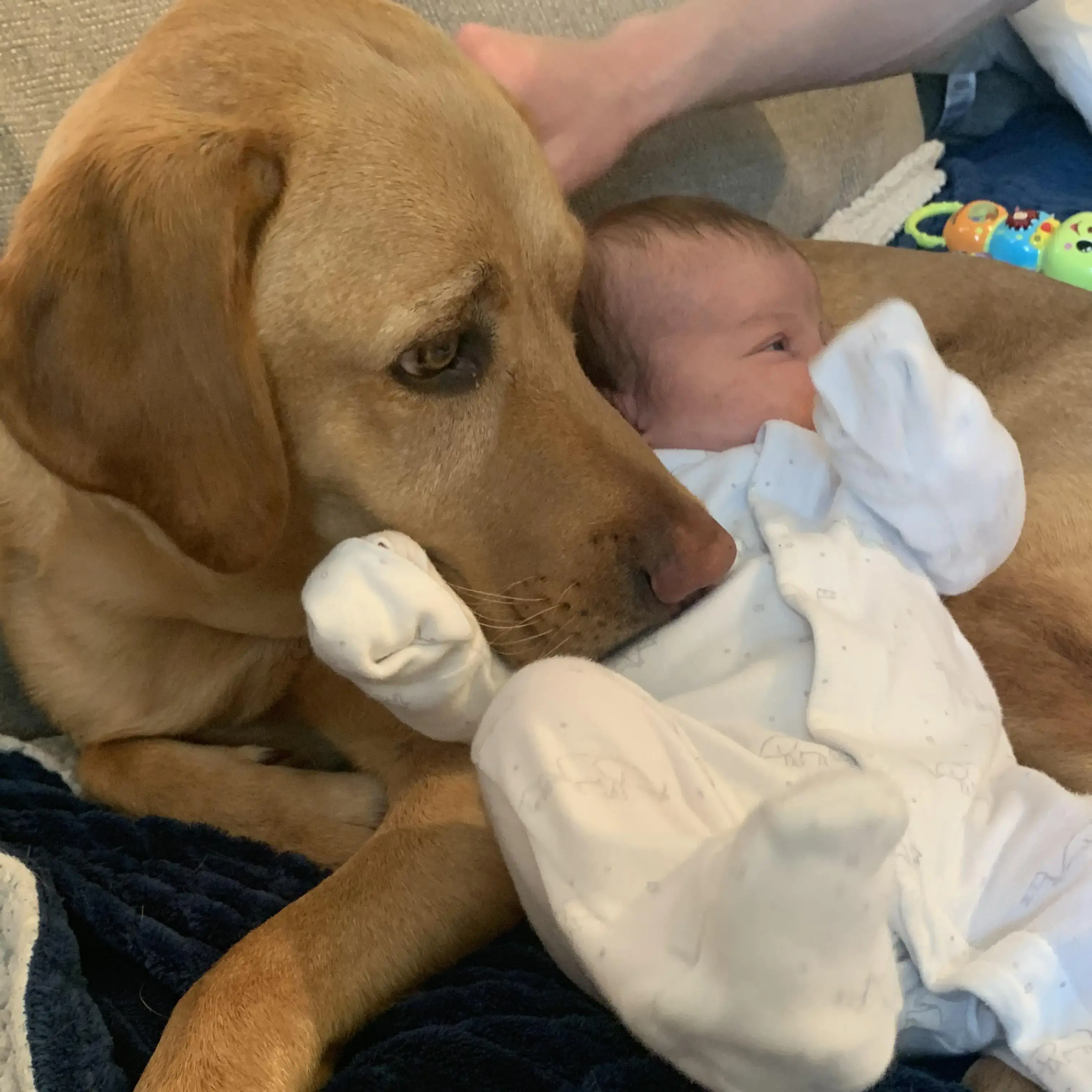 Labrador Retriever