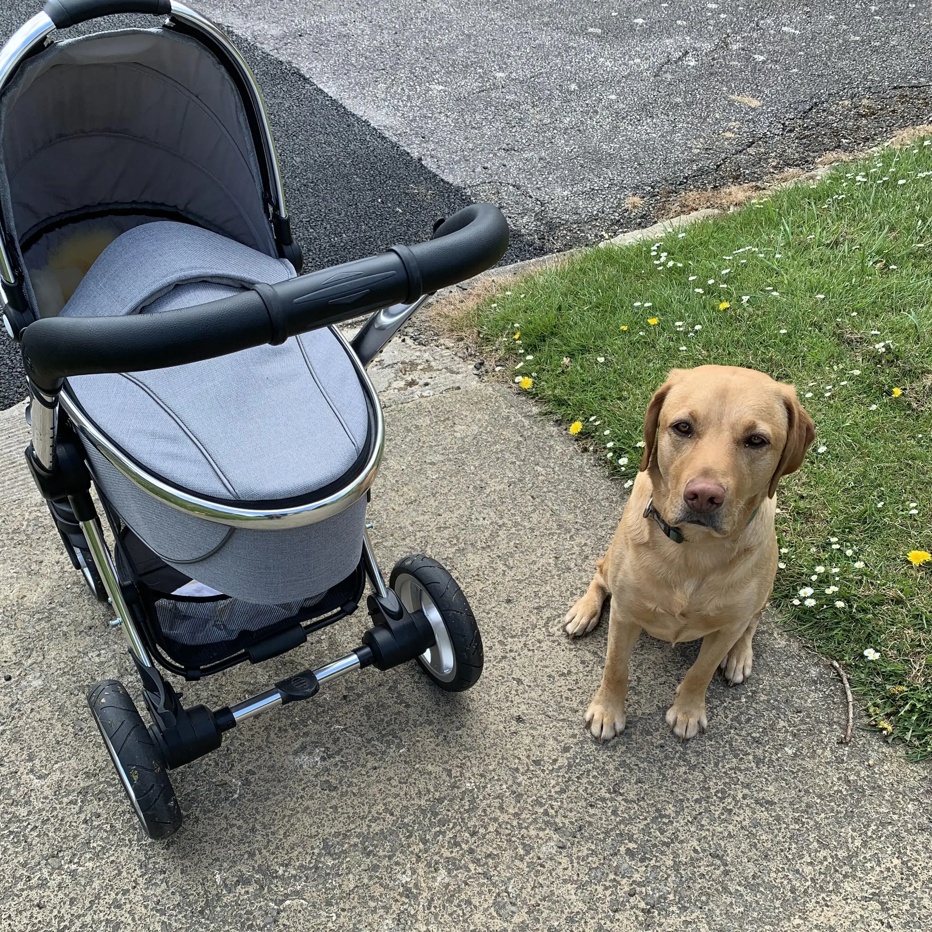 Labrador Retriever