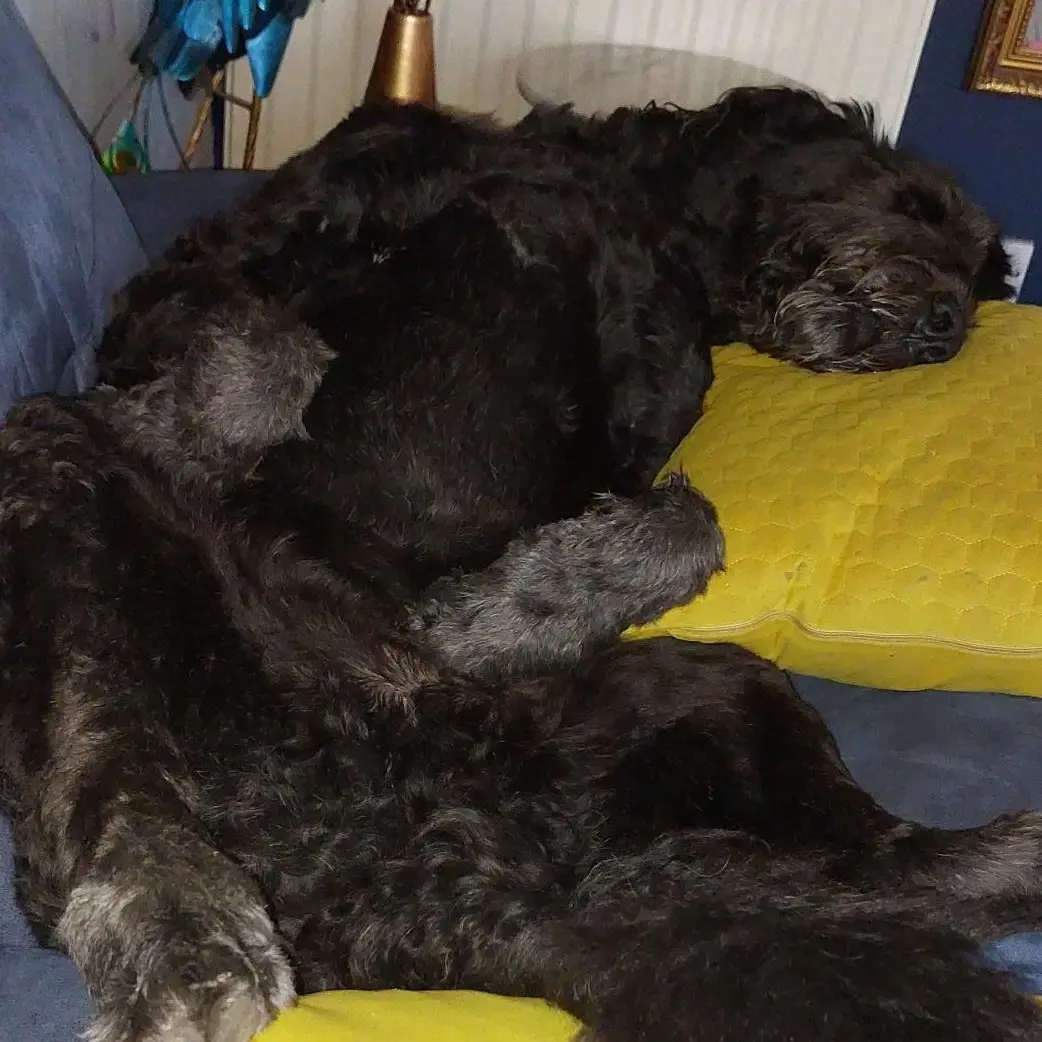 Newfoundland