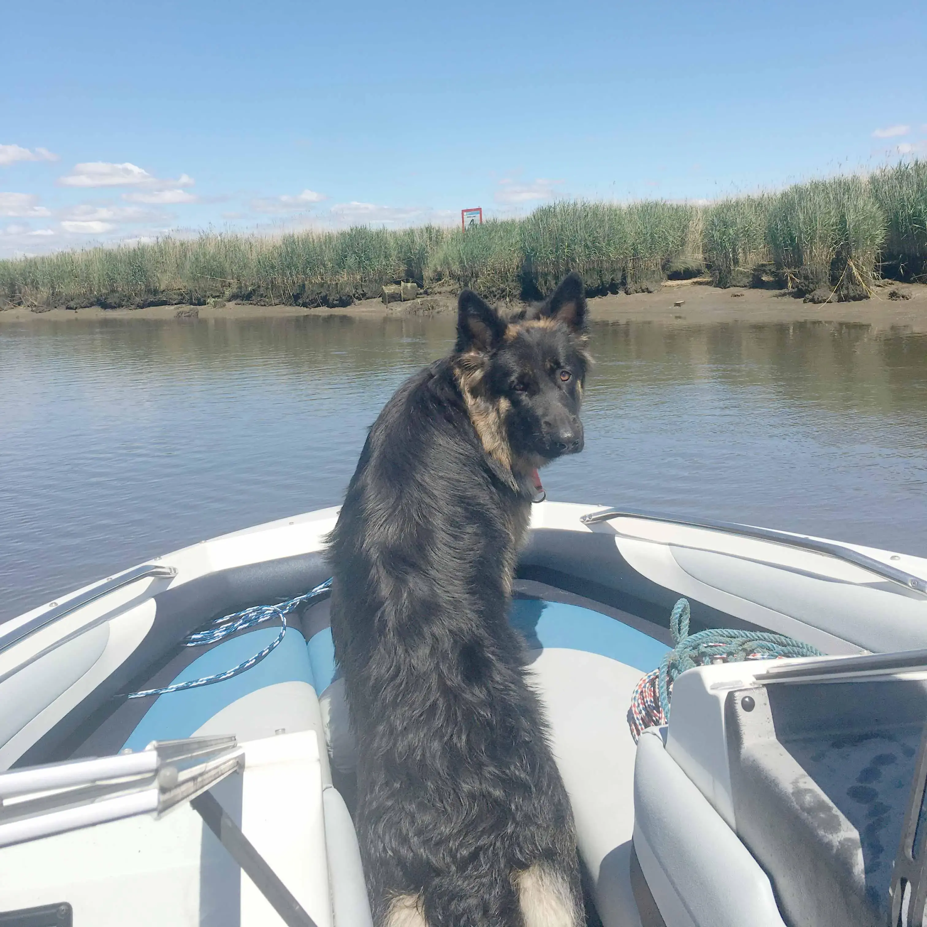 German Shepherd Dog