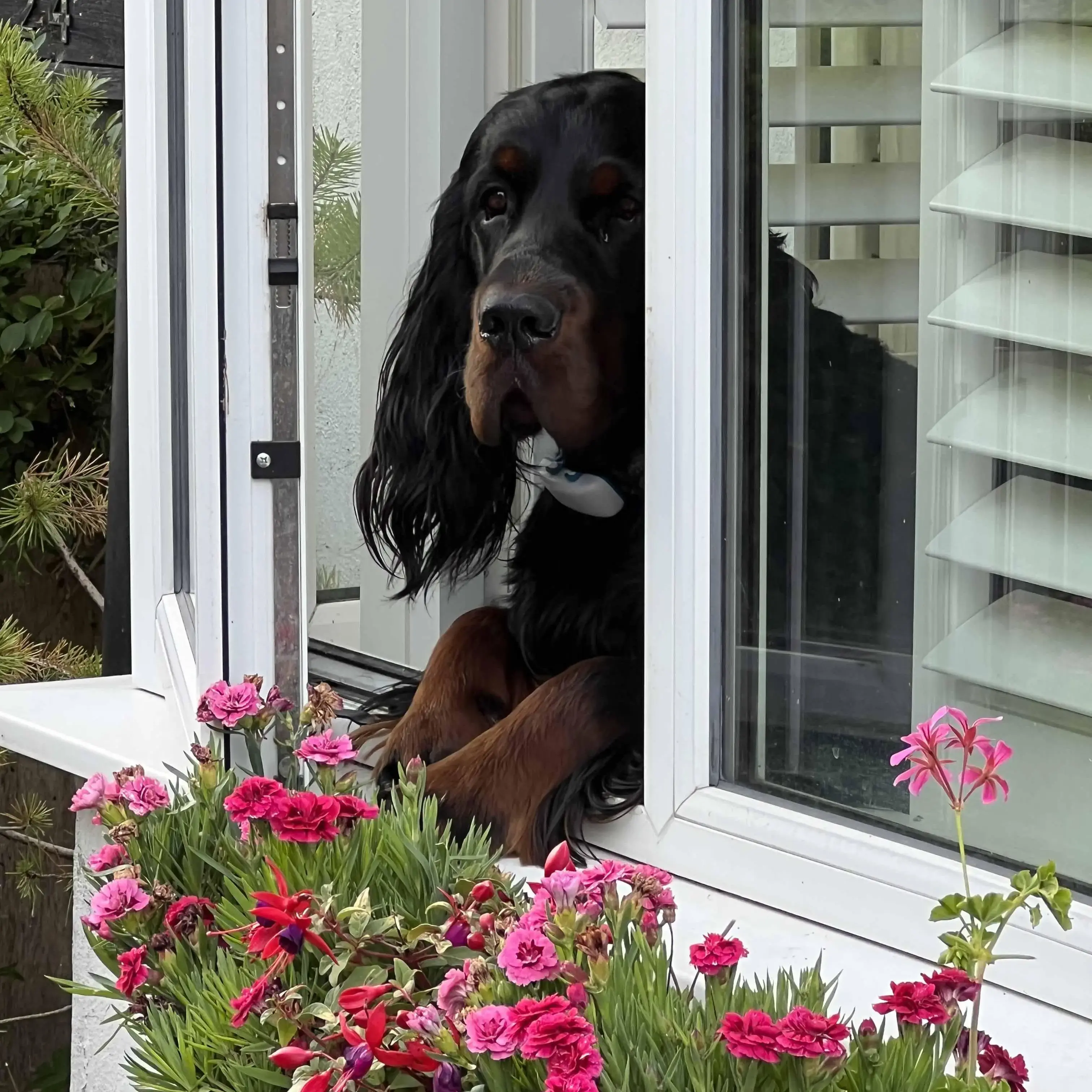 Gordon Setter
