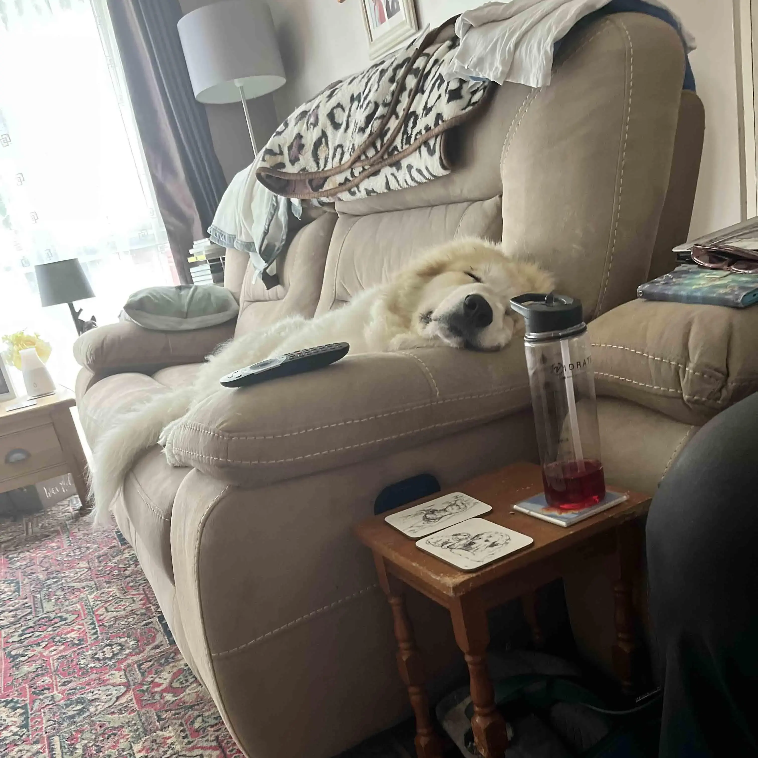 Pyrenean Mountain Dog