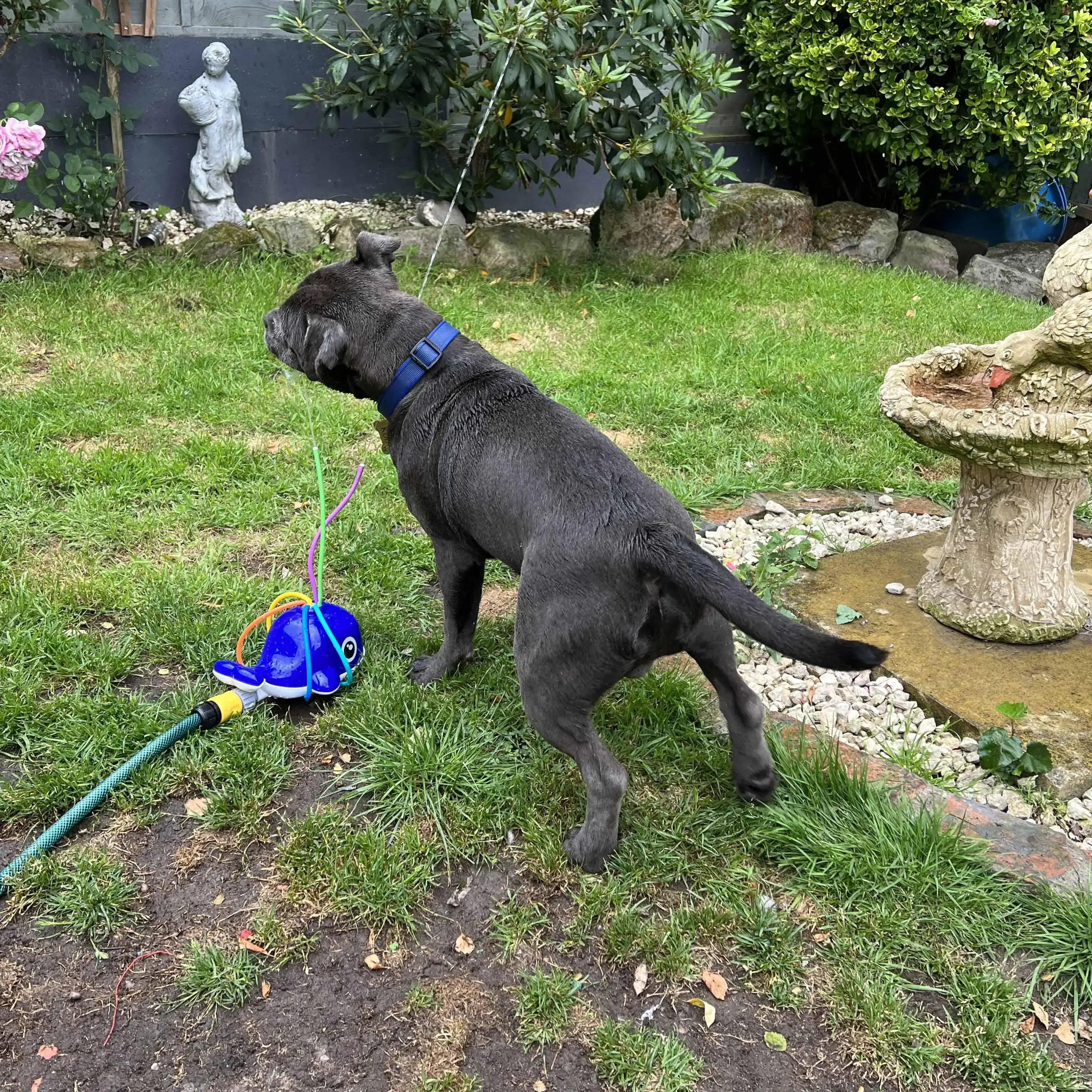 Staffordshire Bull Terrier