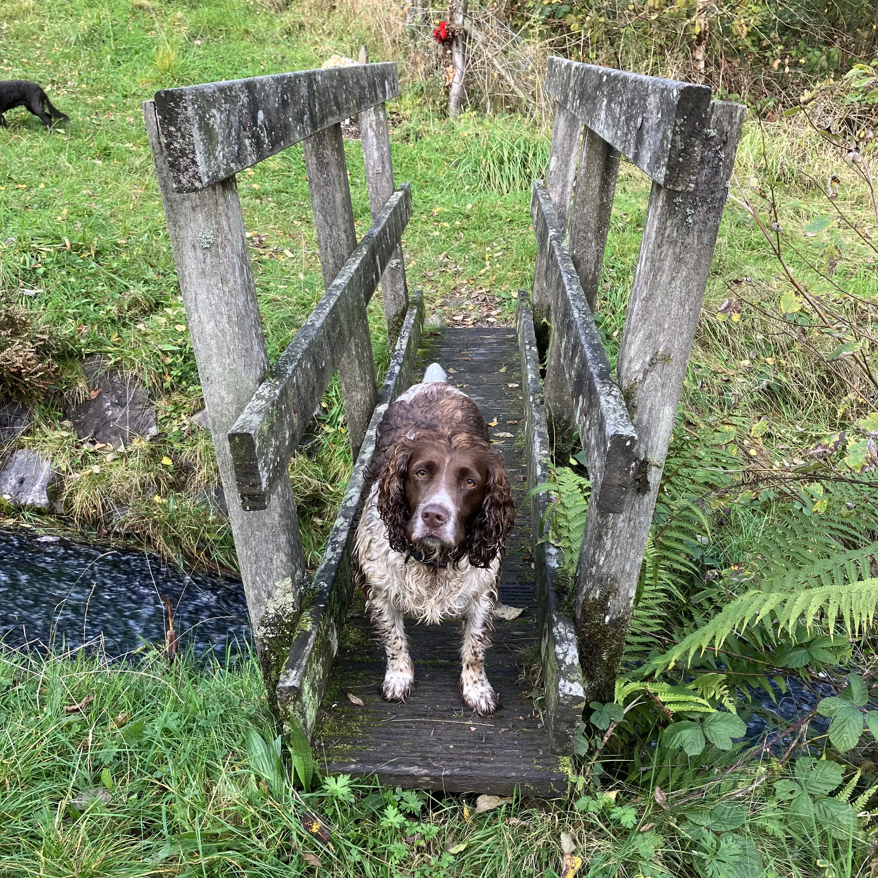English Springer Spaniel