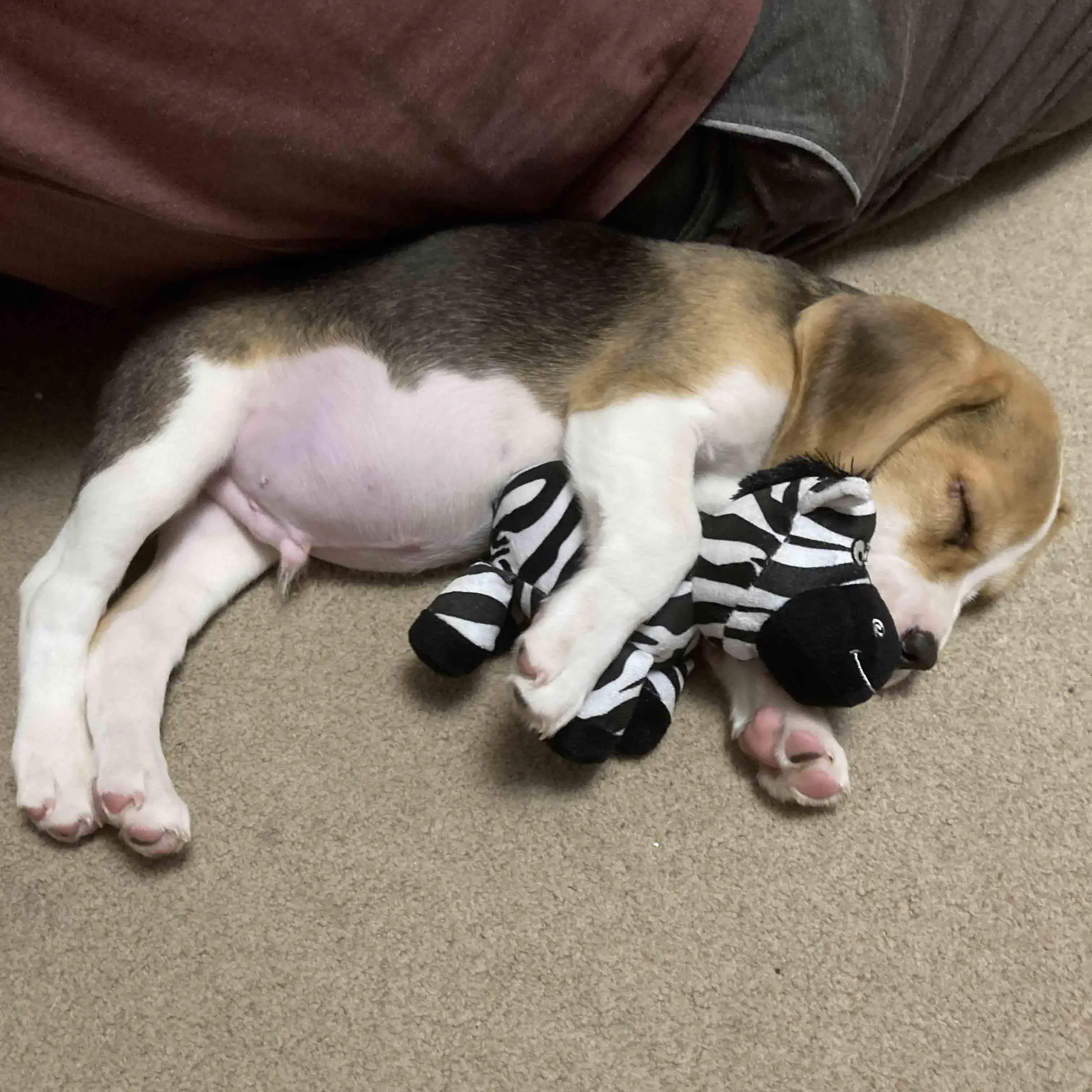 Beagle