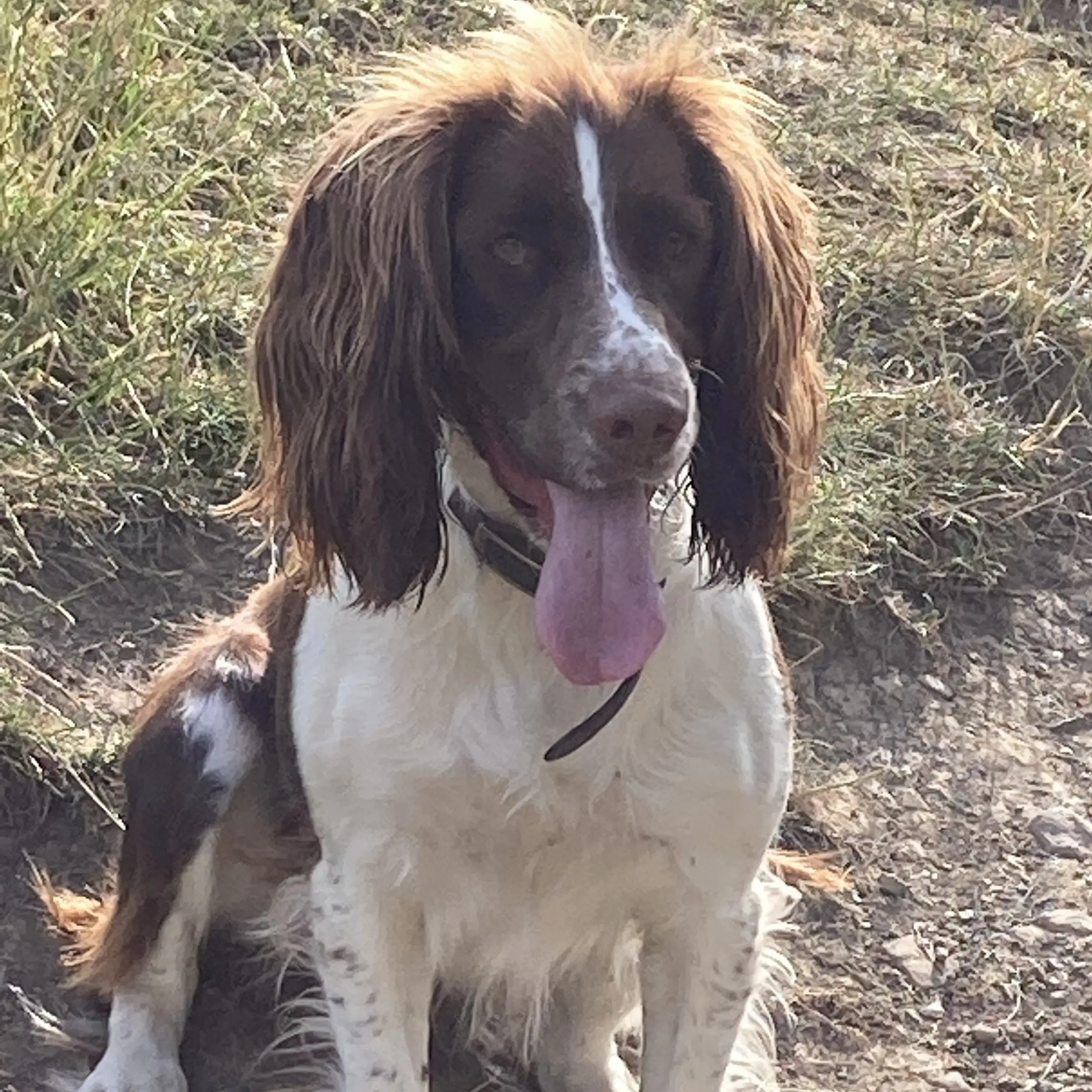 English Springer Spaniel