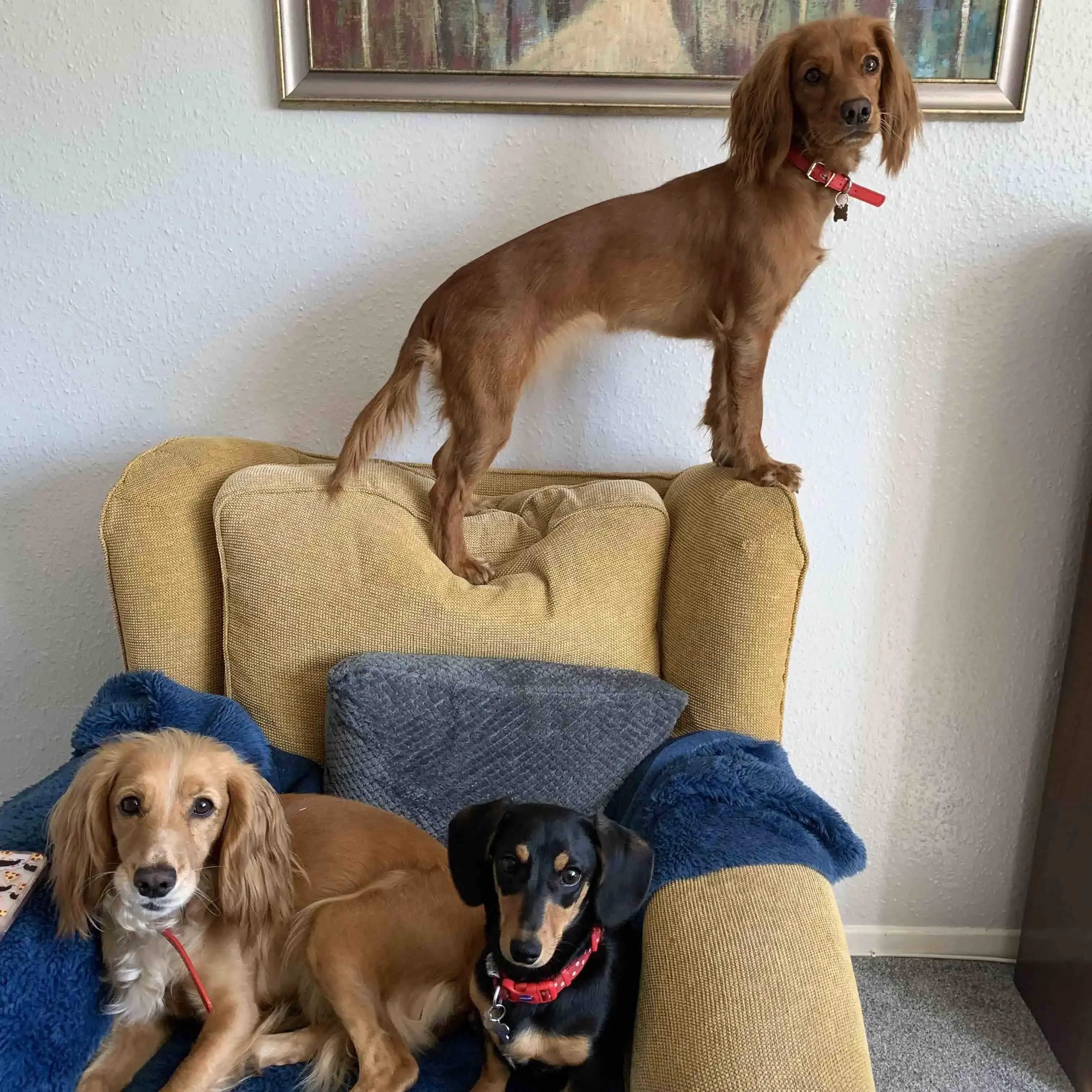 Cocker Spaniel (English)