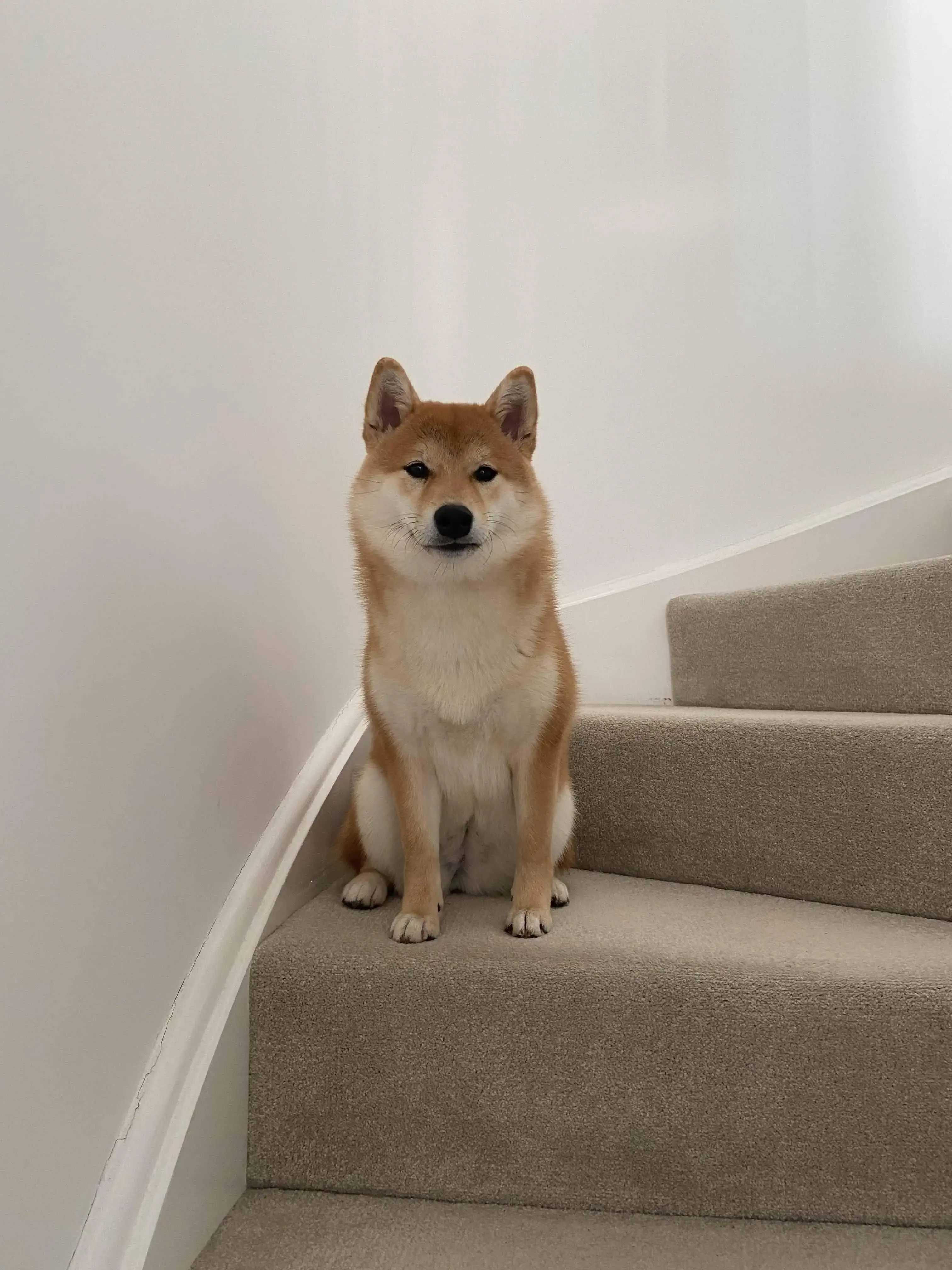 Japanese Shiba Inu