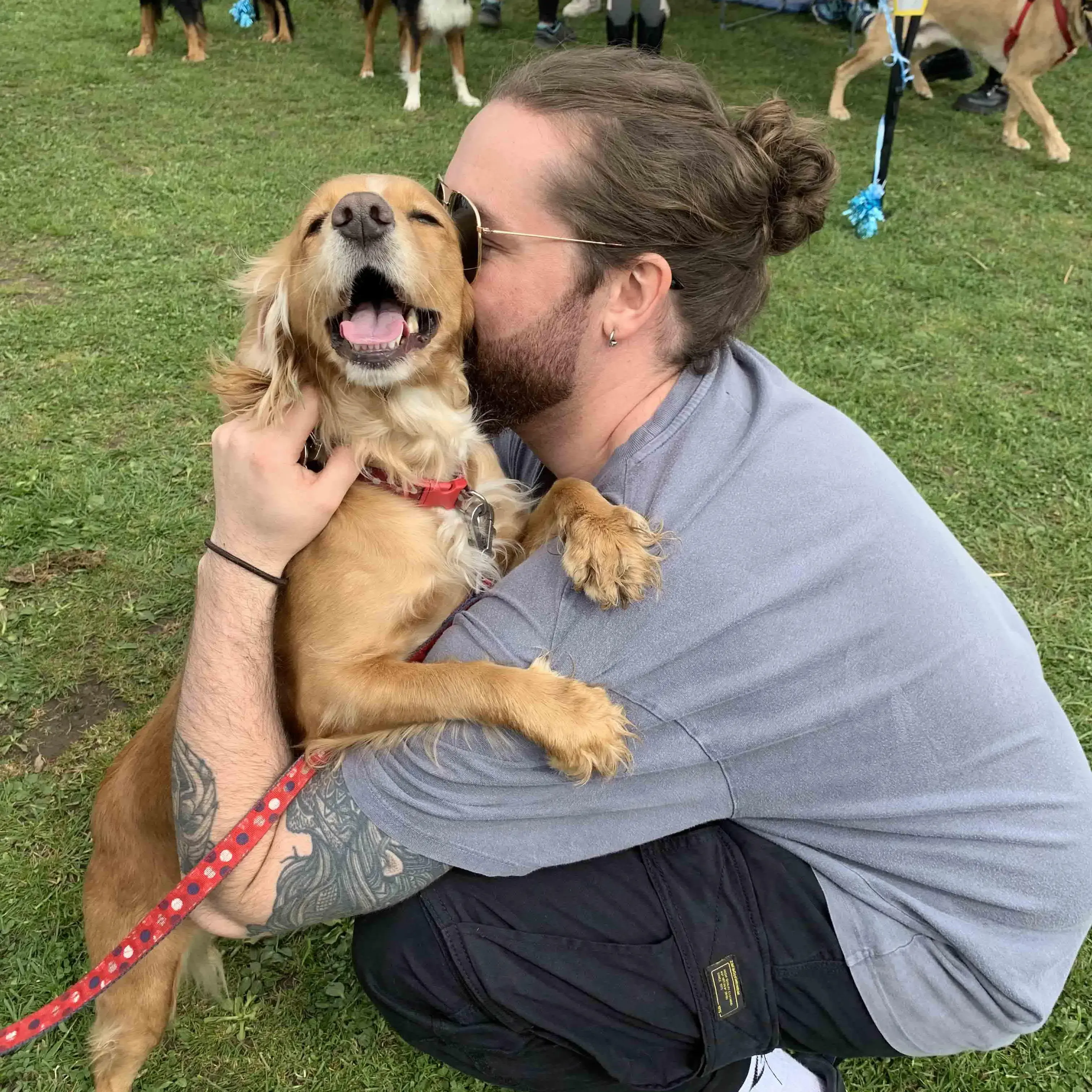 Cocker Spaniel (English)