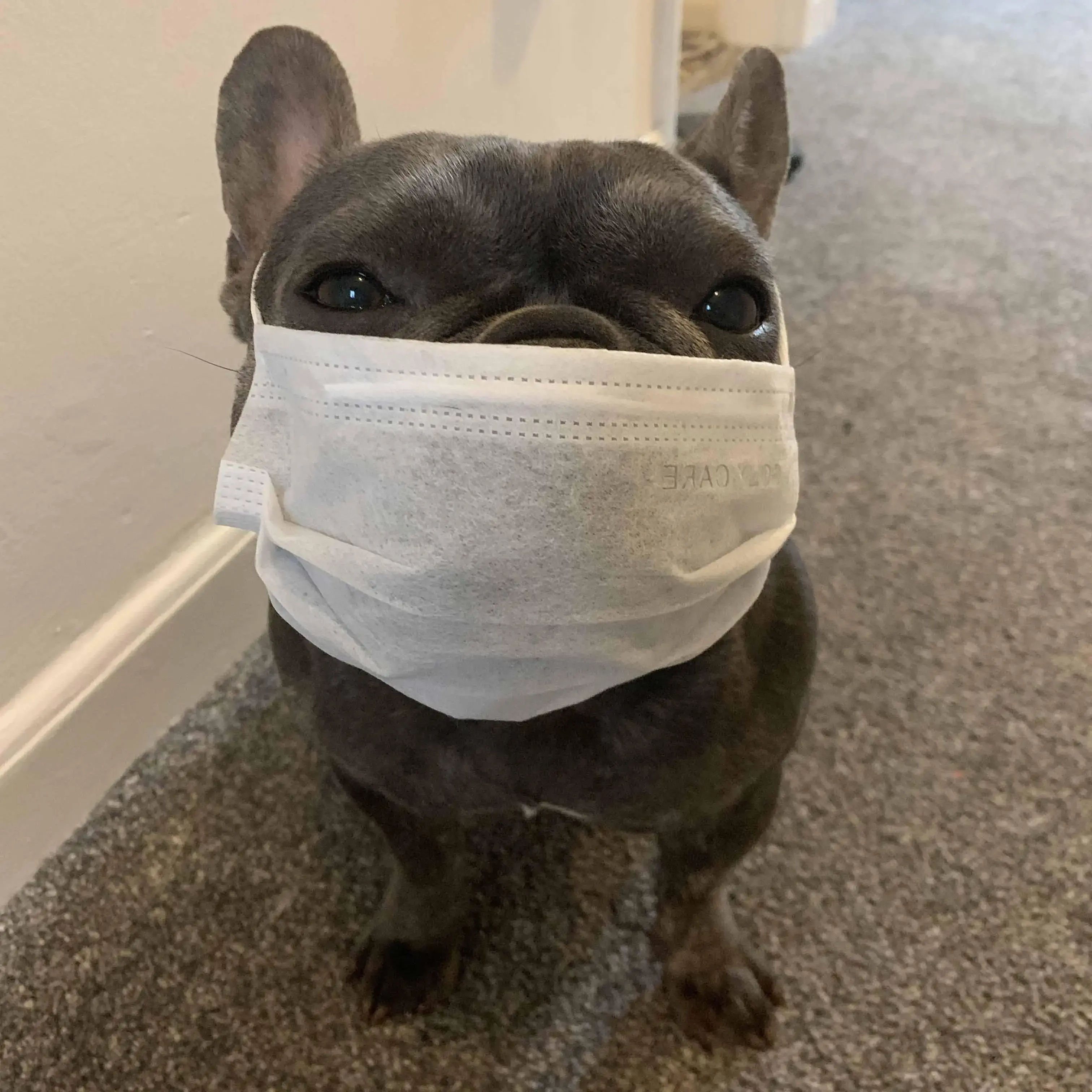 French Bulldog