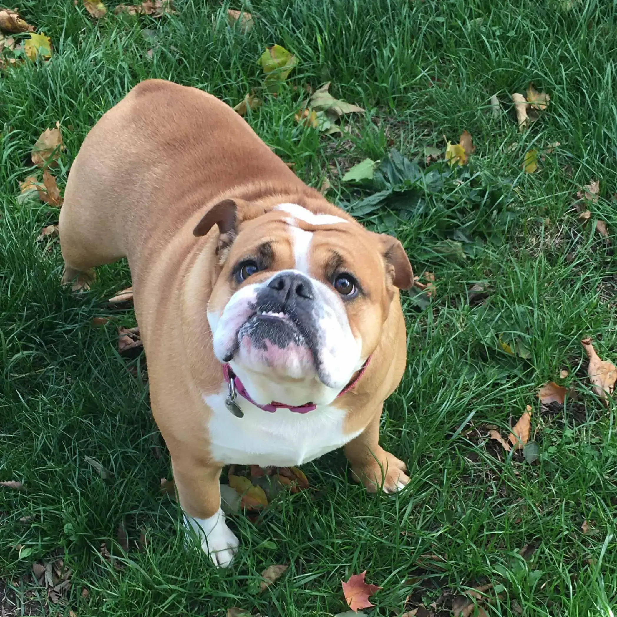 Bulldog