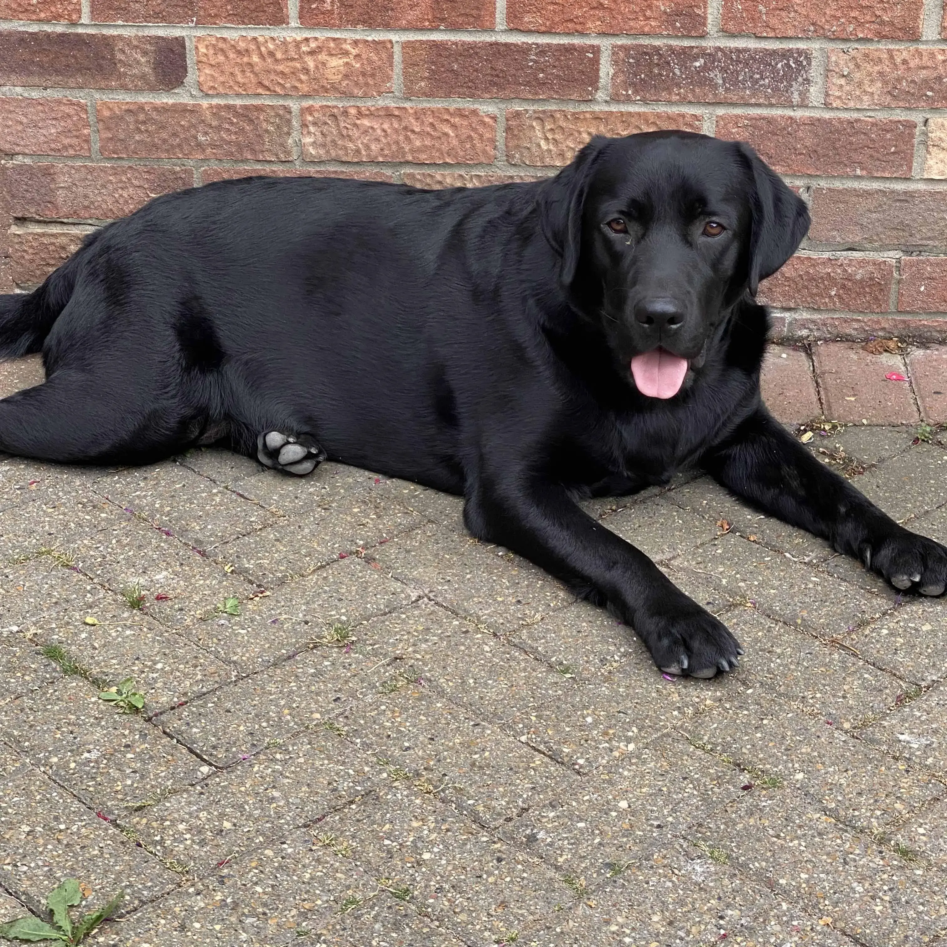 Labrador Retriever