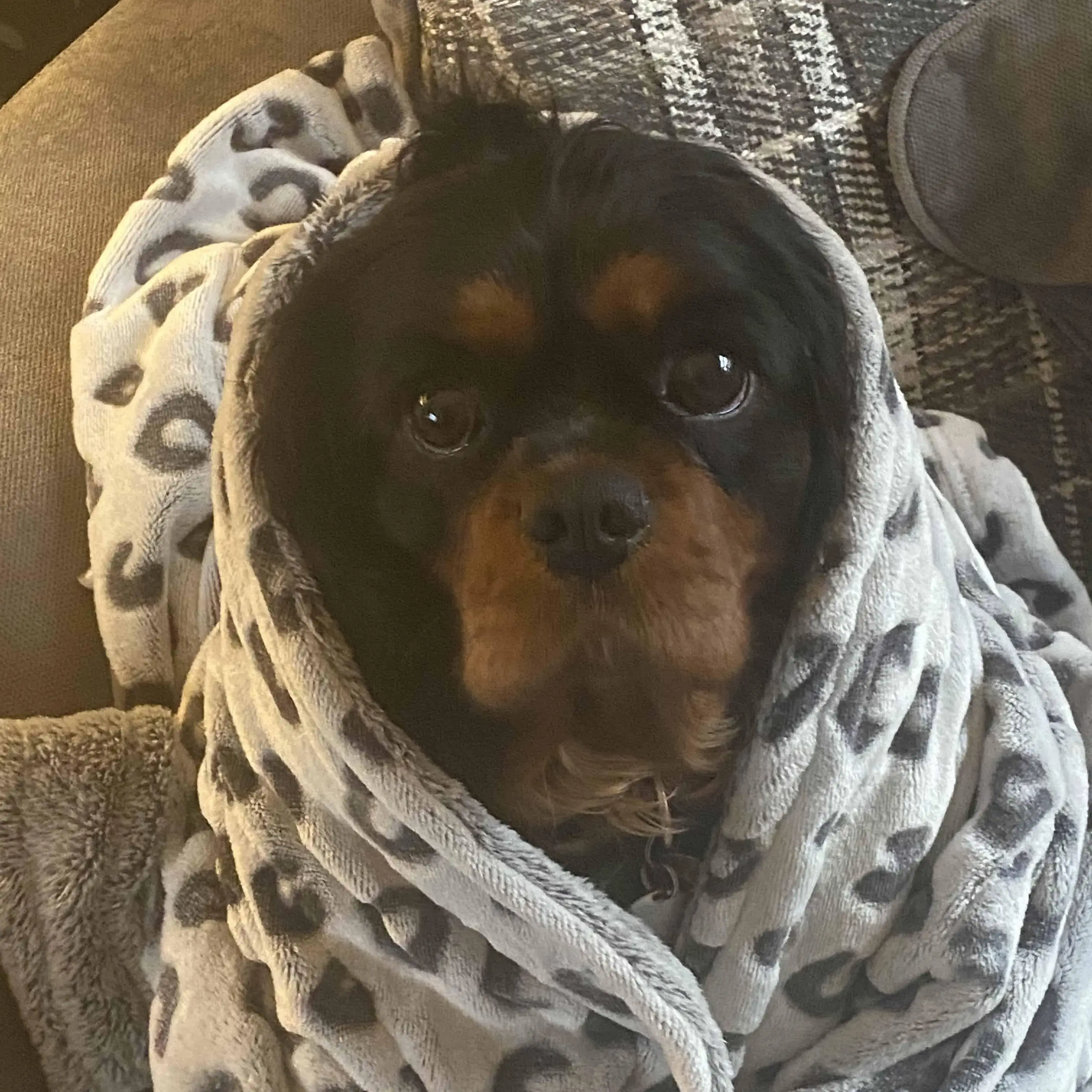 King Charles Spaniel