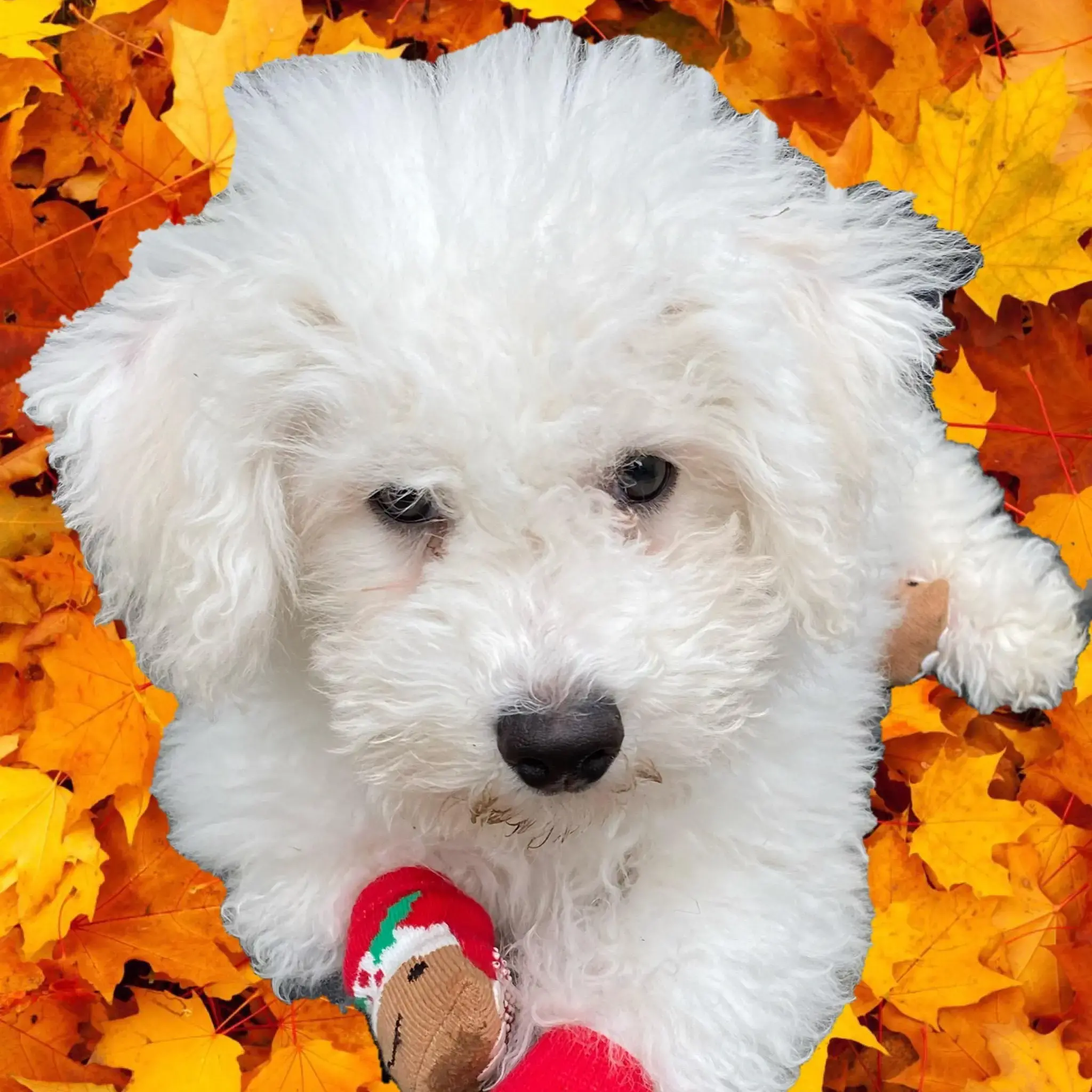Bichon Frise