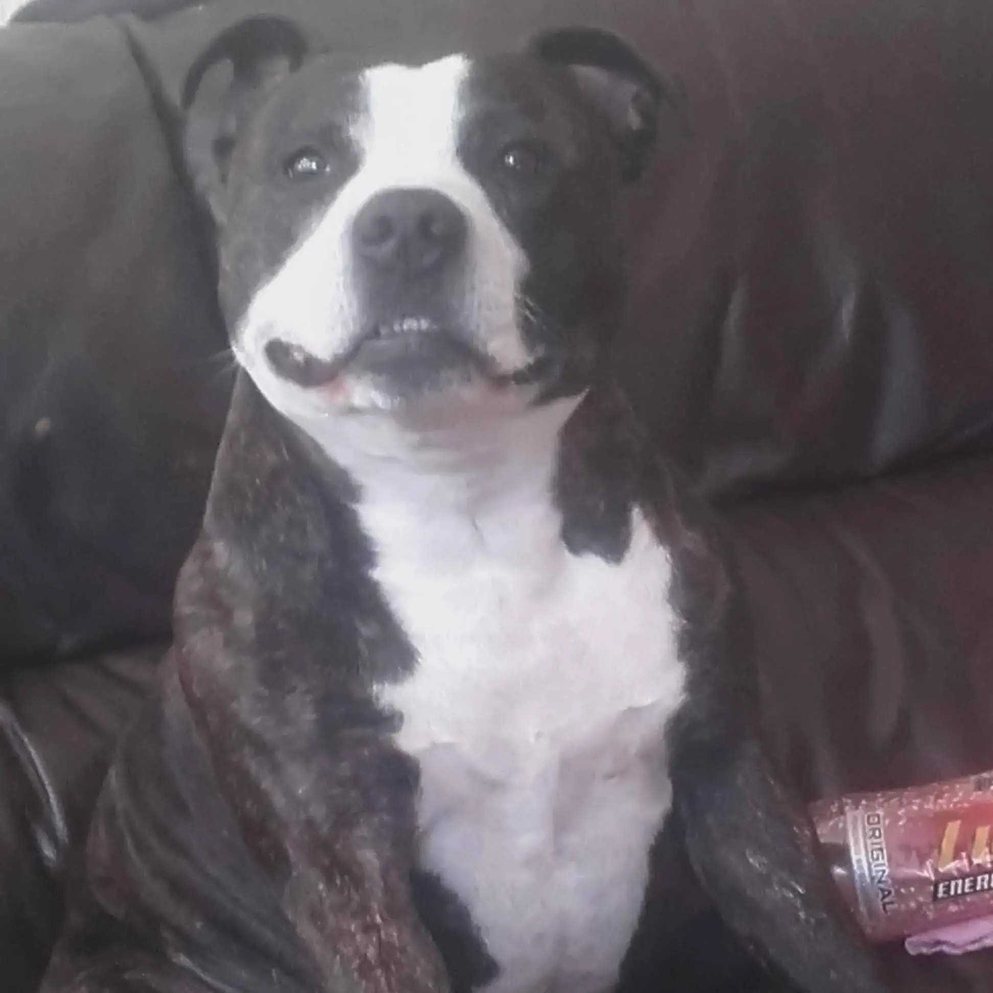 Staffordshire Bull Terrier