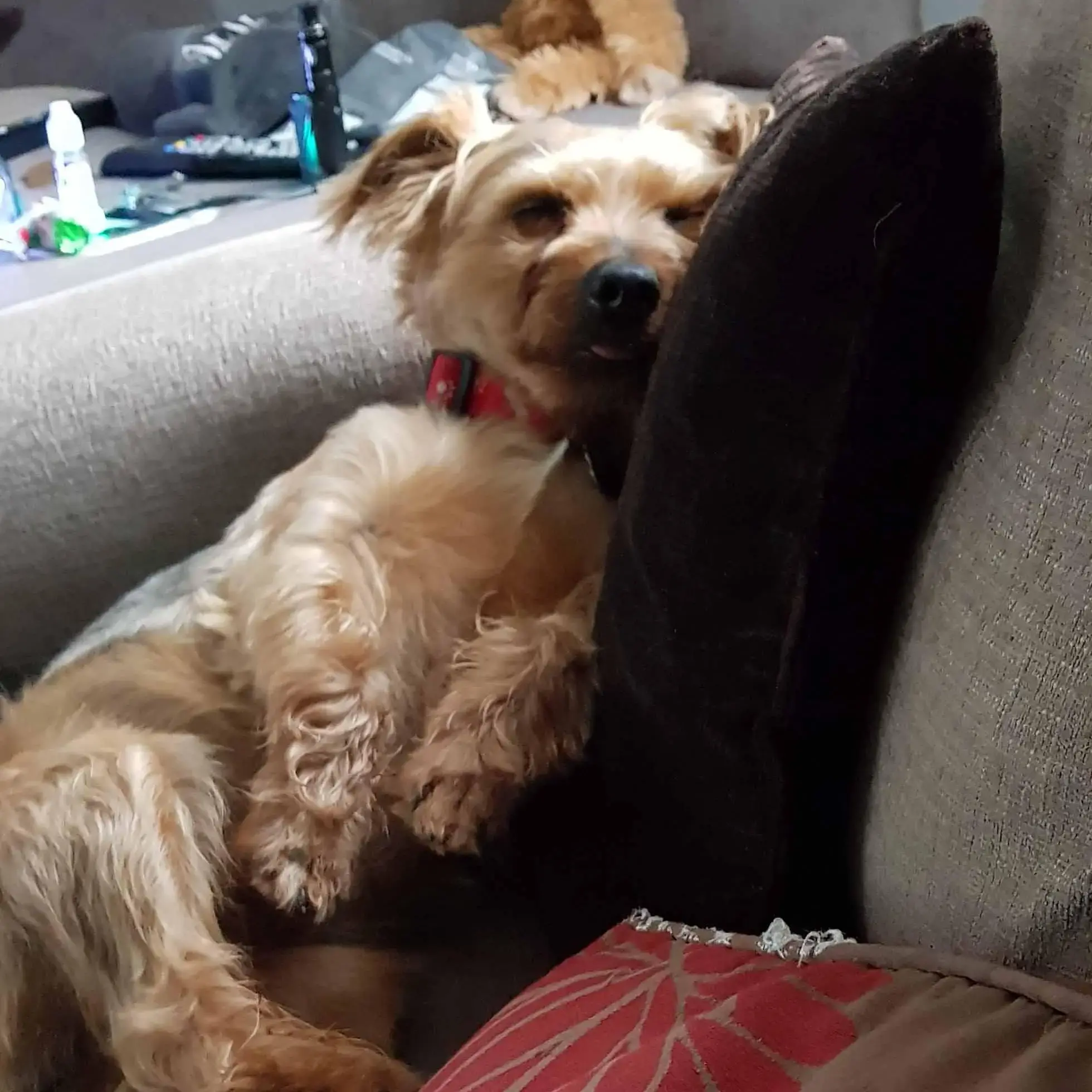 Yorkshire Terrier