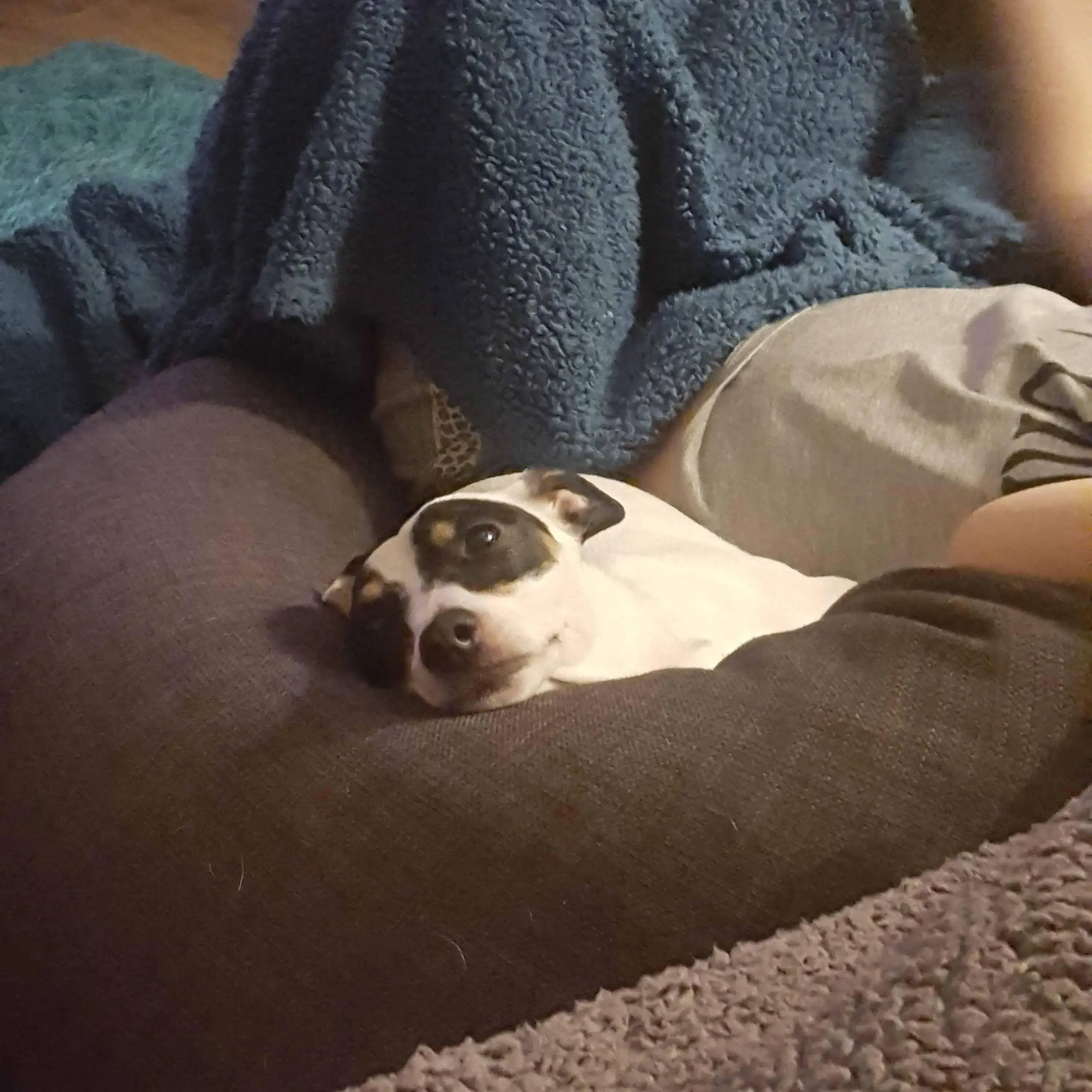 Jack Russell Terrier