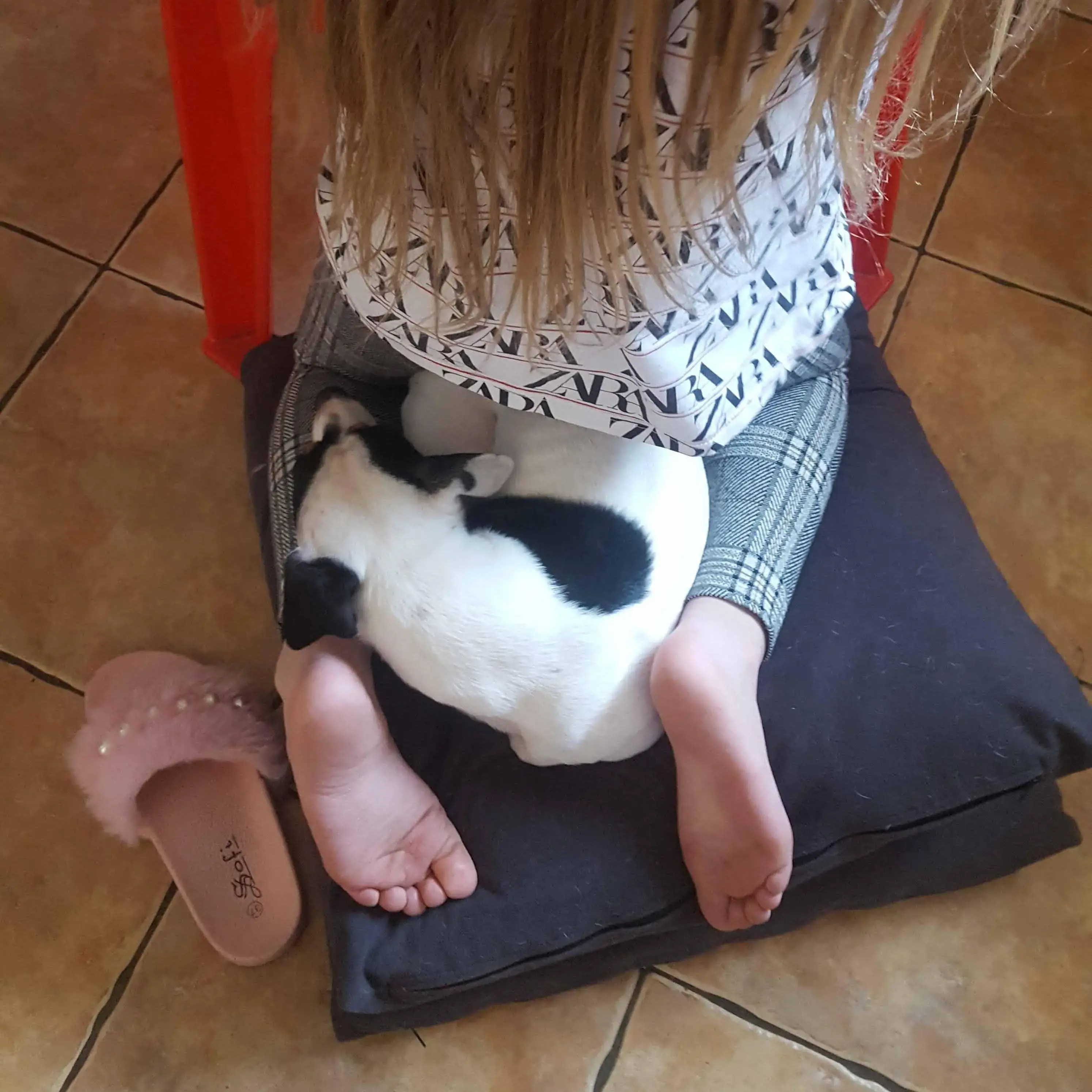 Jack Russell Terrier