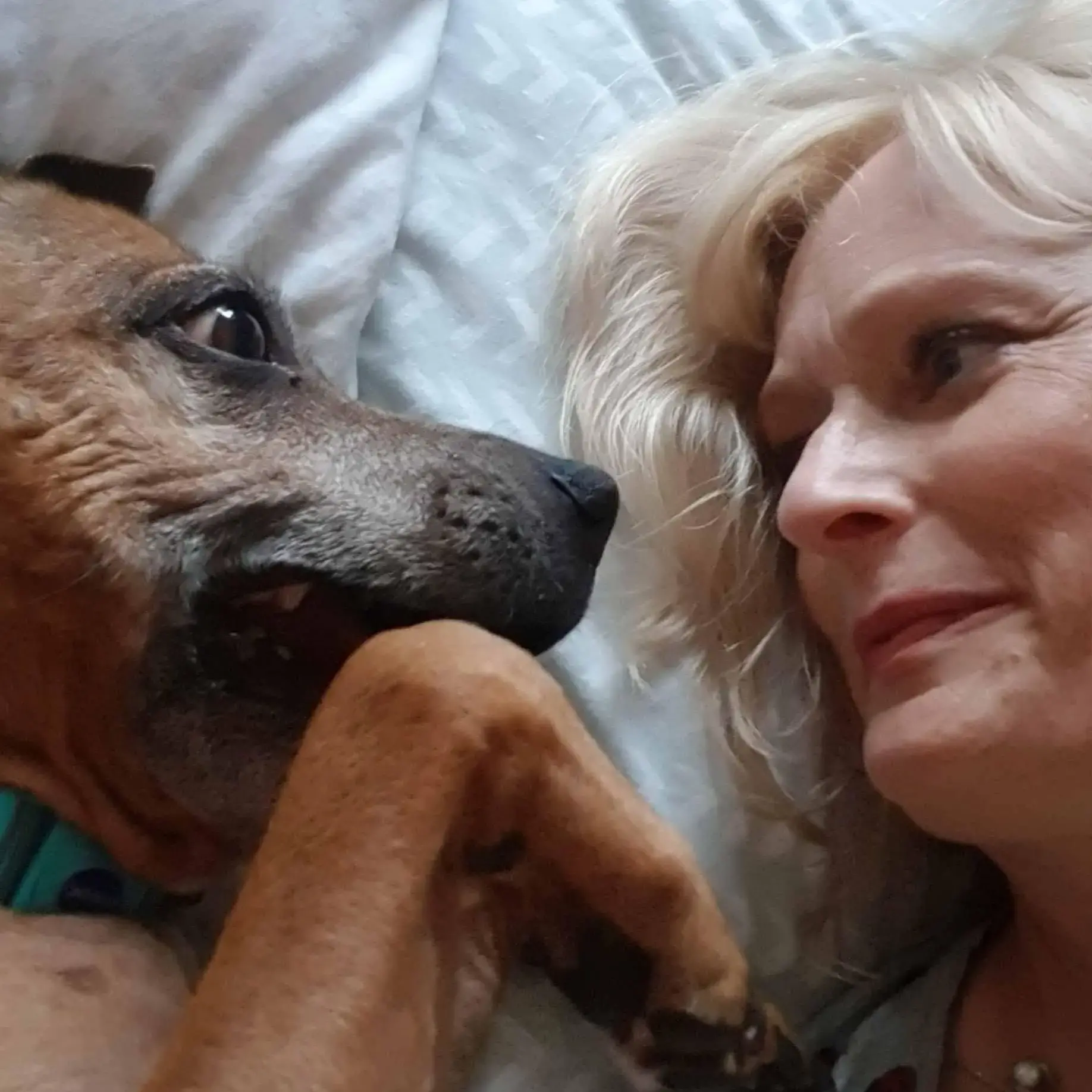 Staffordshire Bull Terrier