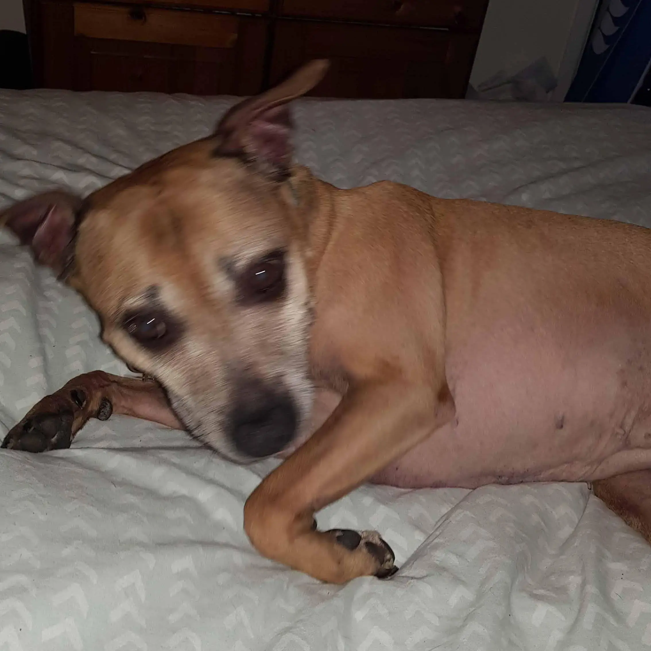 Staffordshire Bull Terrier