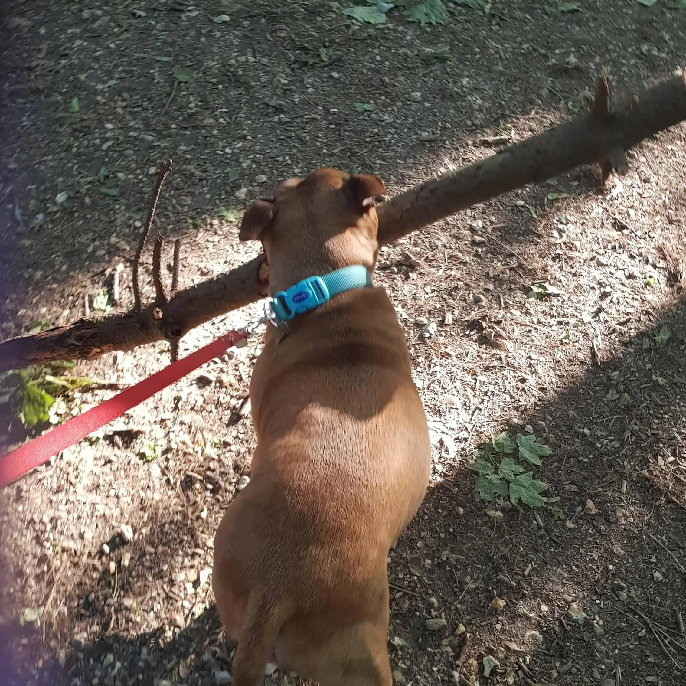 Staffordshire Bull Terrier