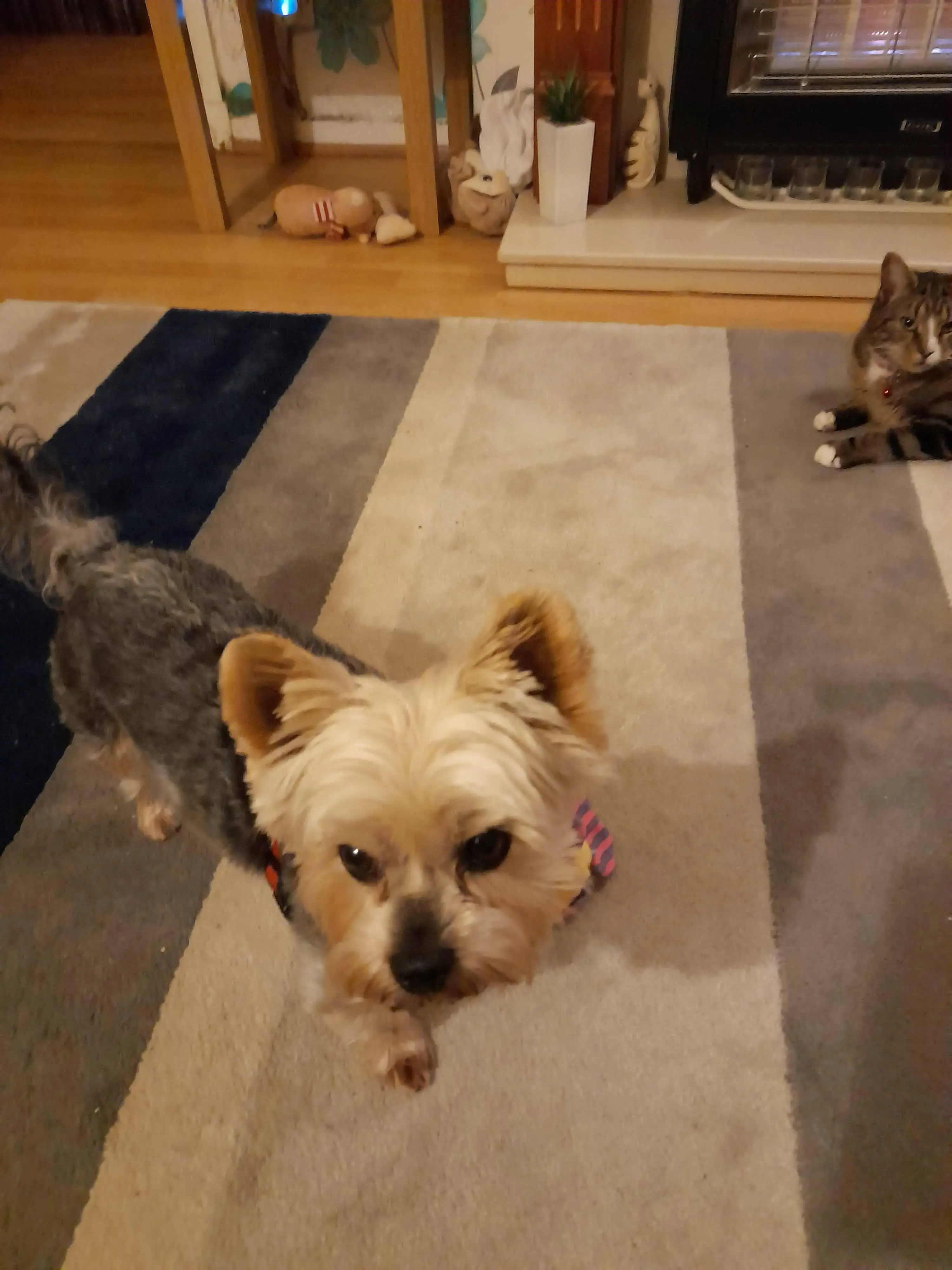 Yorkshire Terrier