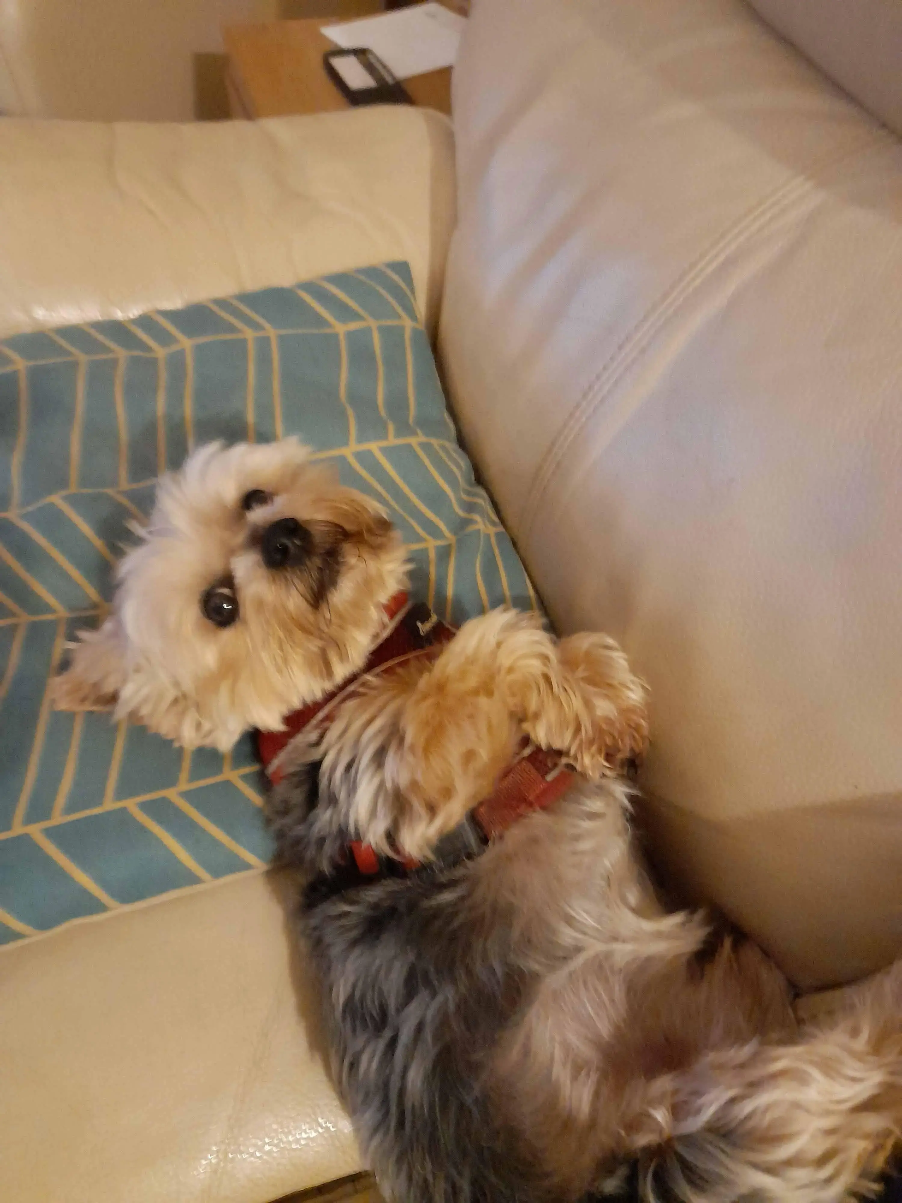 Yorkshire Terrier