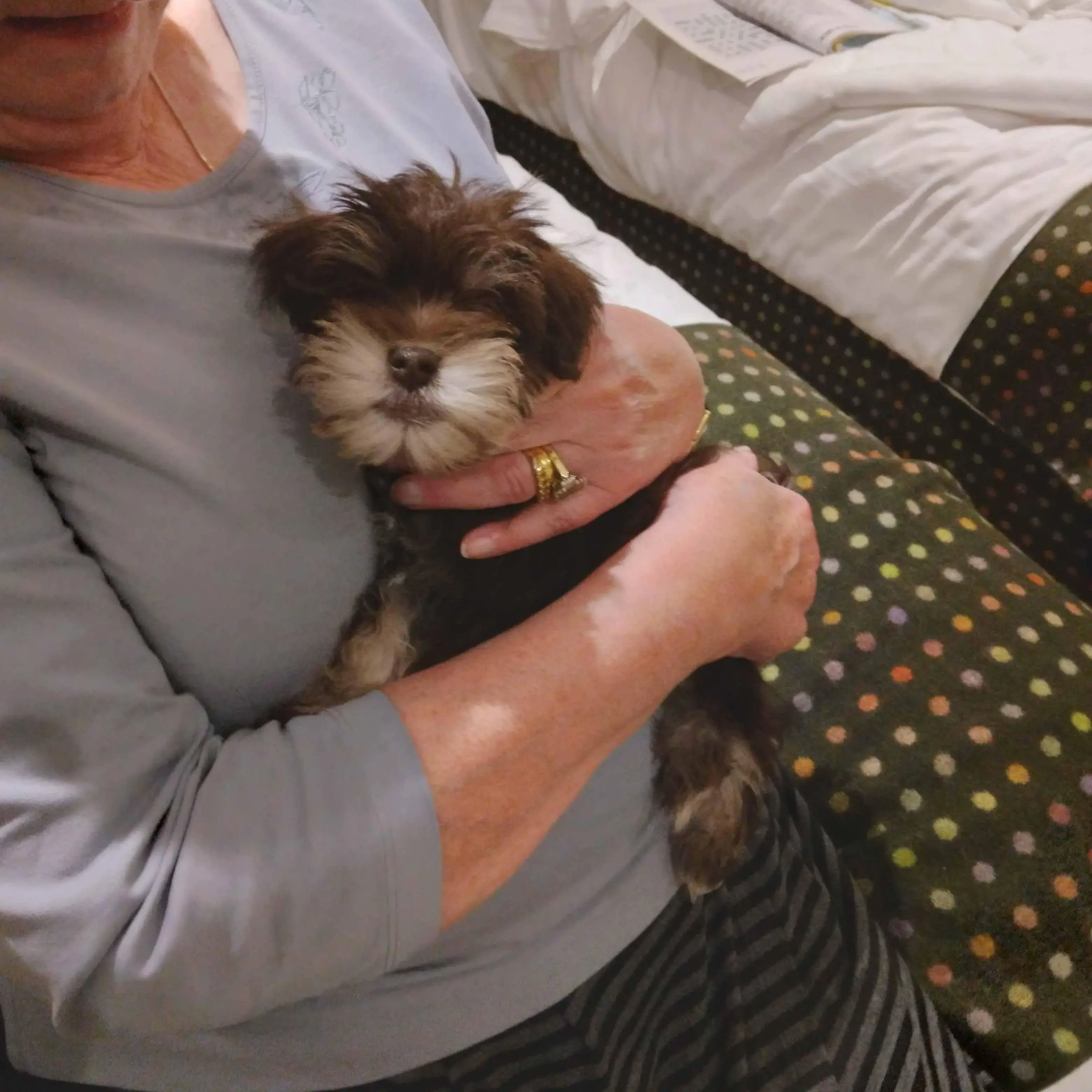 Schnauzer (Miniature)