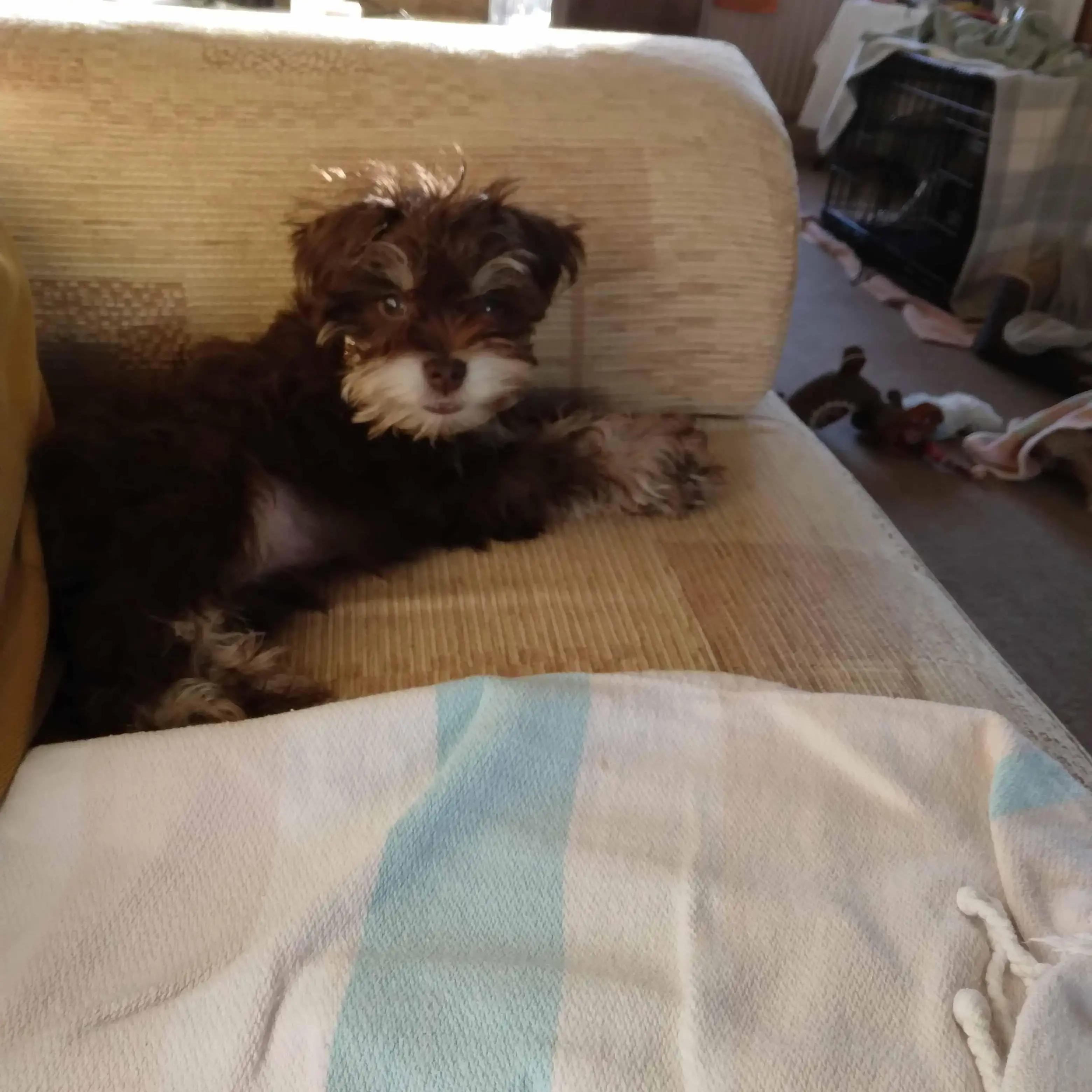 Schnauzer (Miniature)