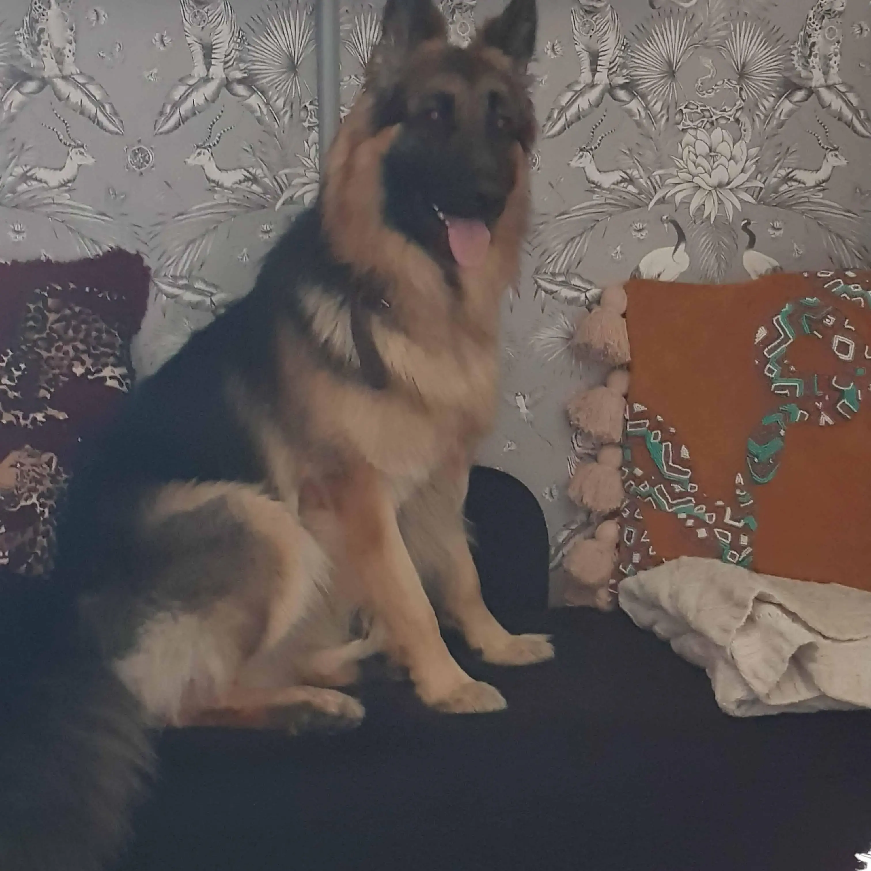 German Shepherd Dog
