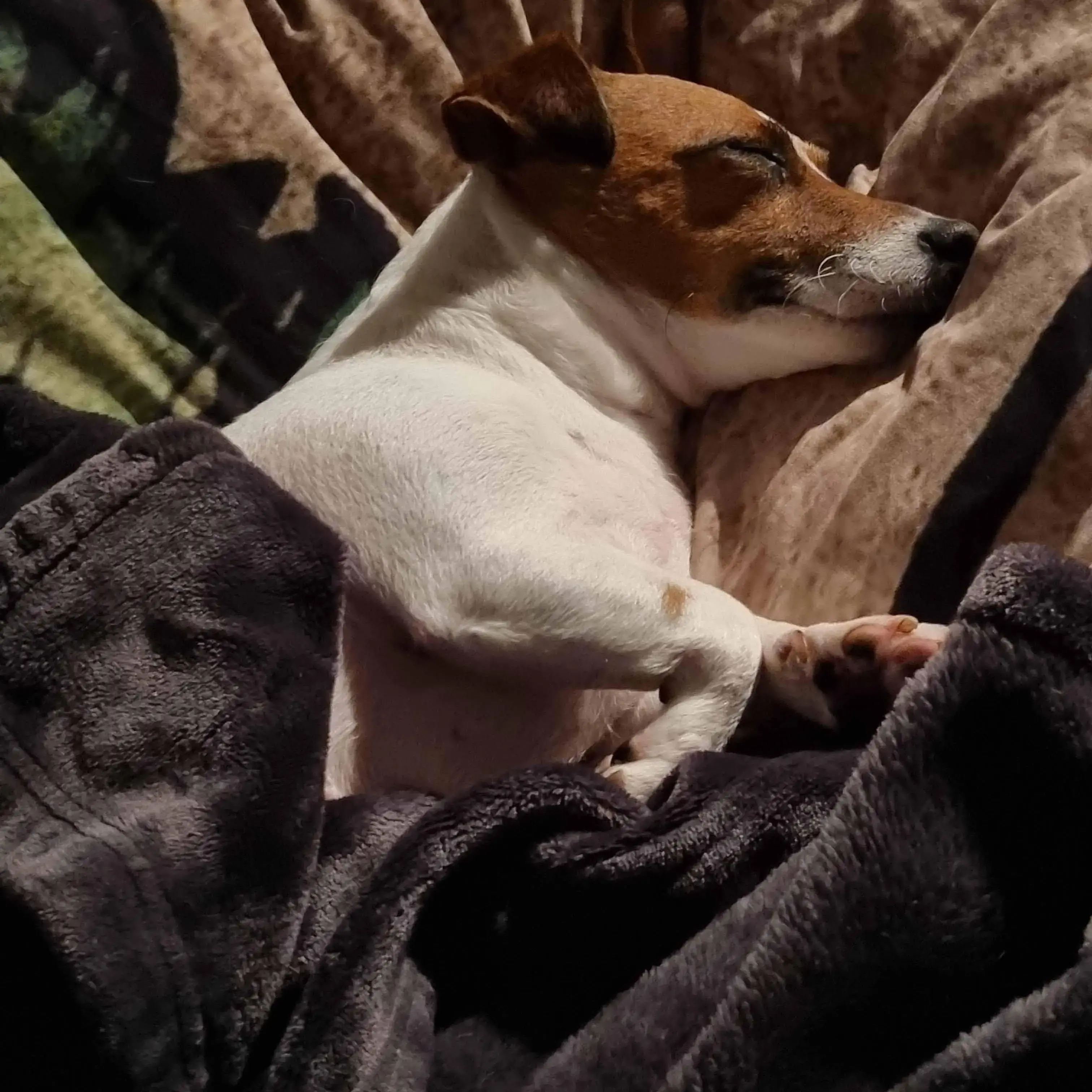 Jack Russell Terrier
