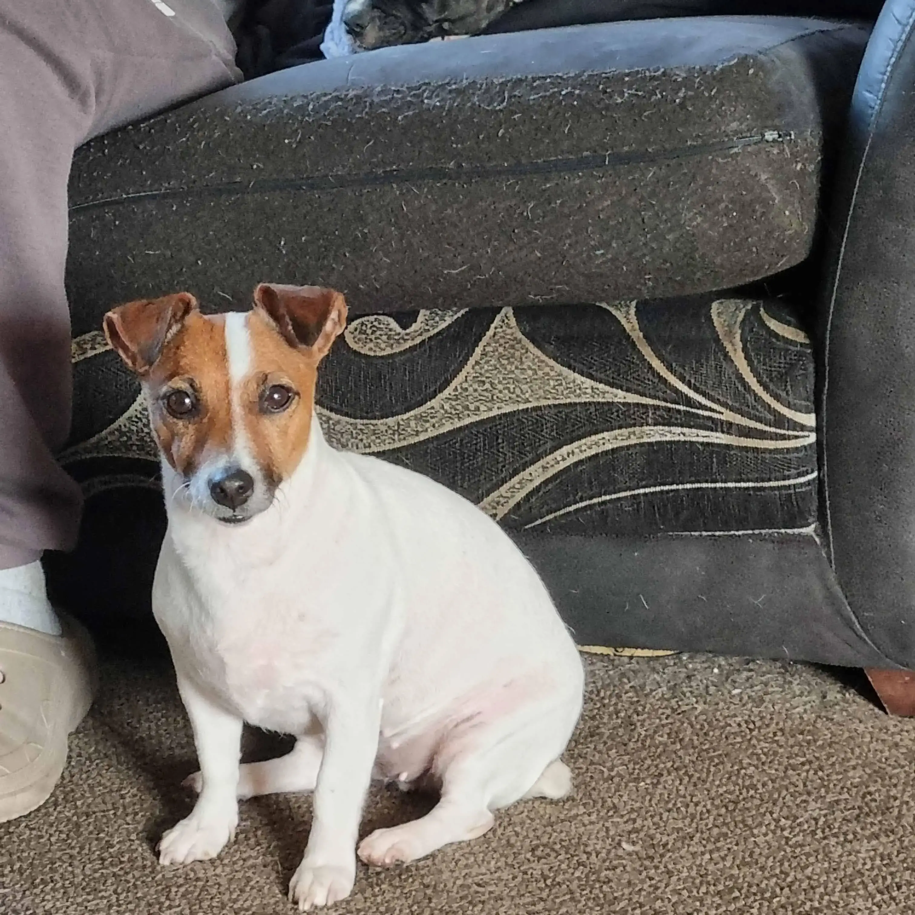 Jack Russell Terrier