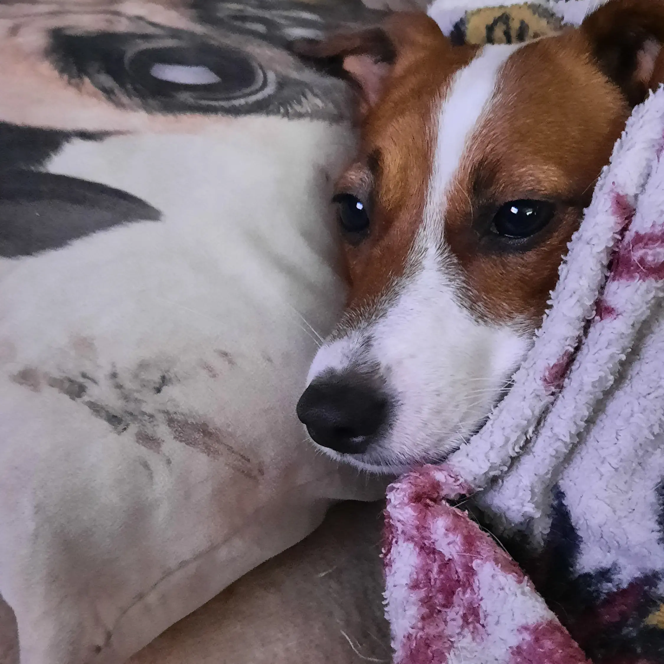 Jack Russell Terrier