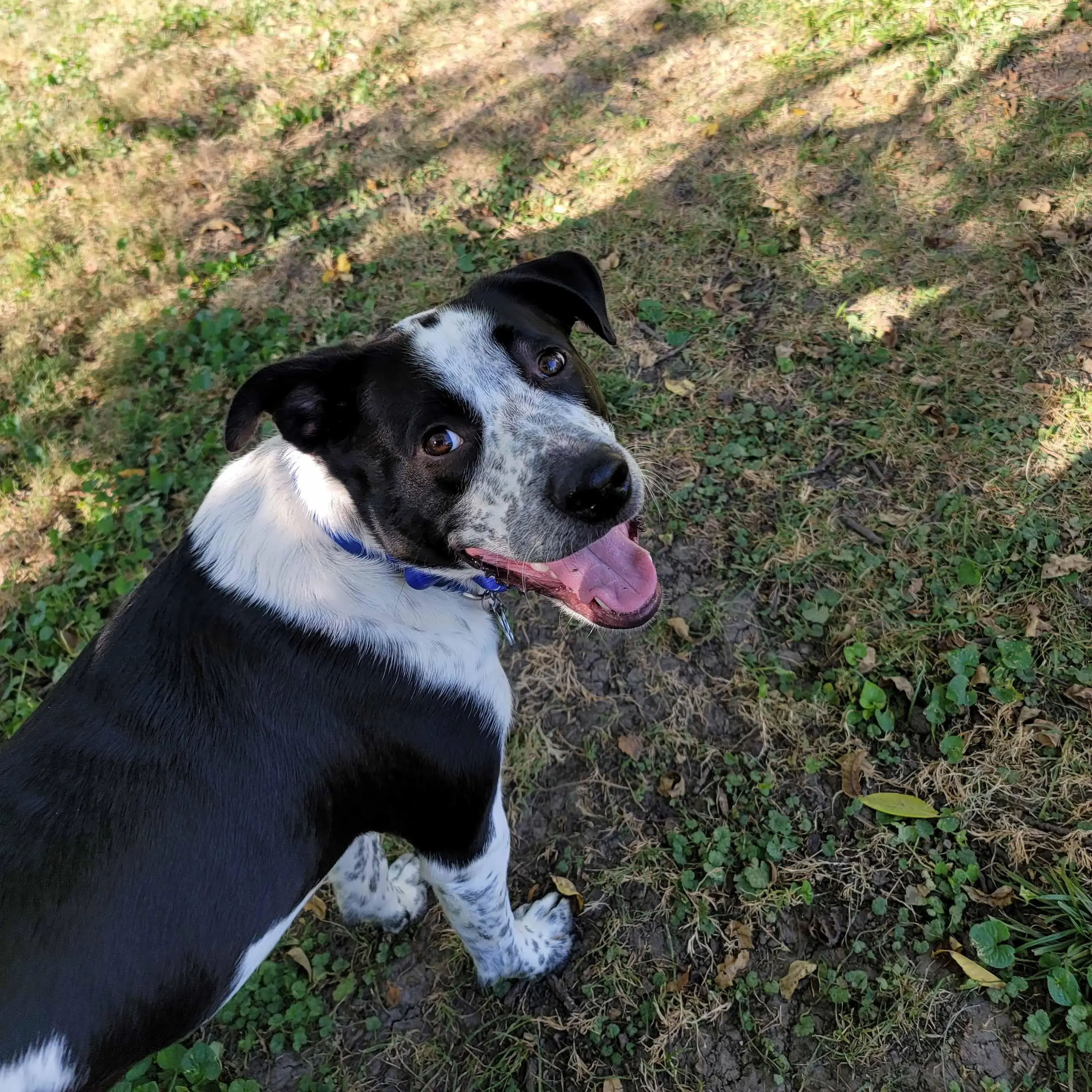 Australian Cattle Dog
