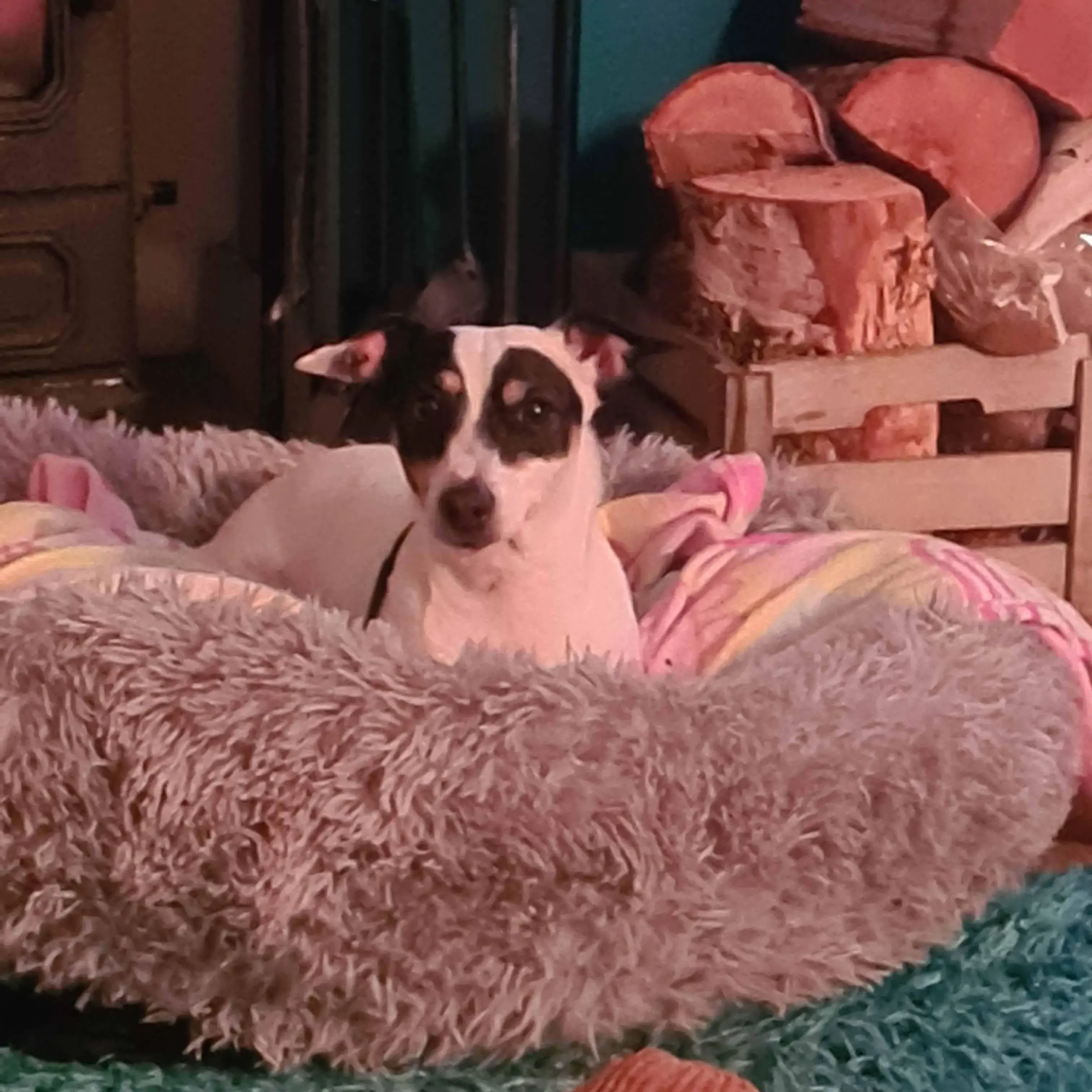 Jack Russell Terrier