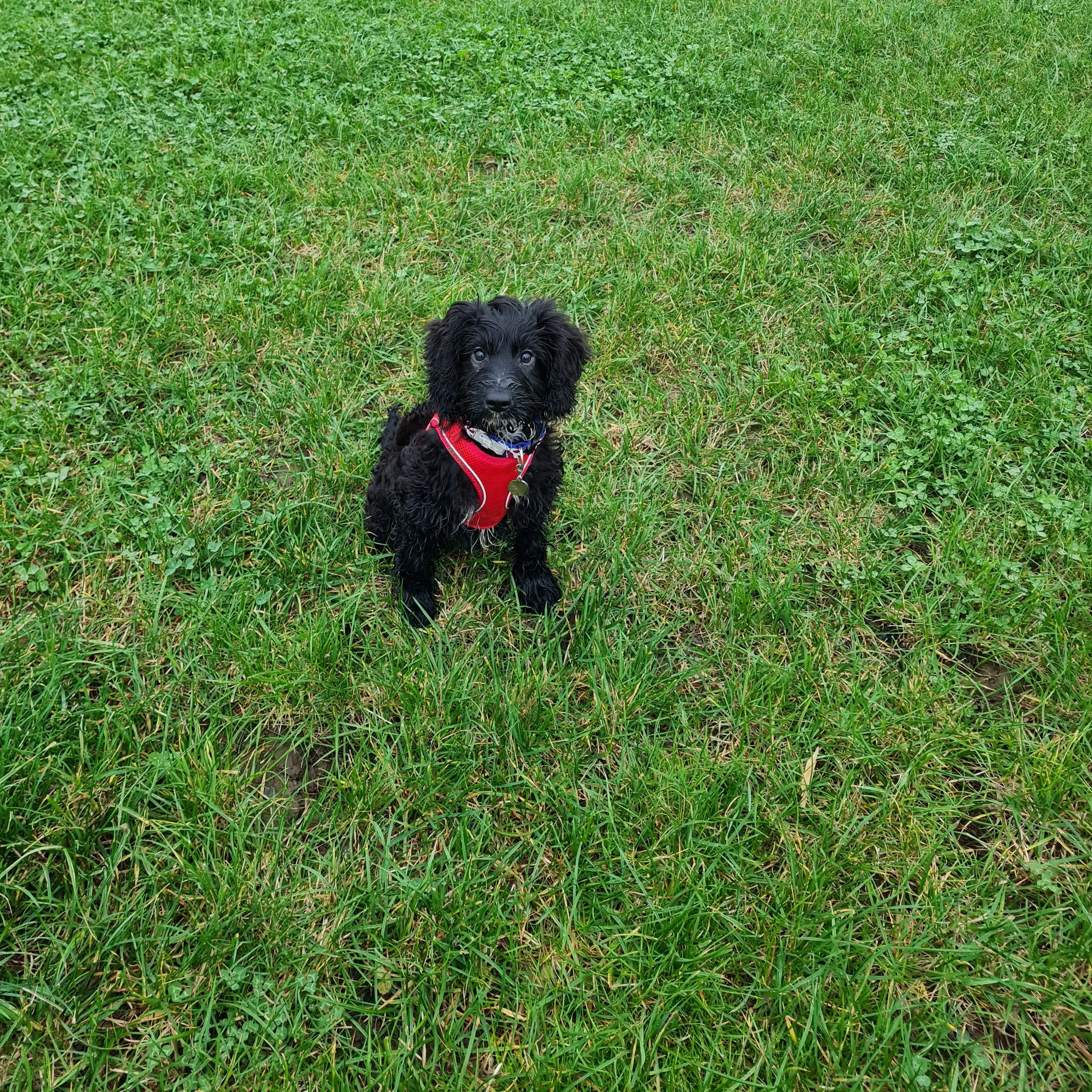 Poodle (Standard)