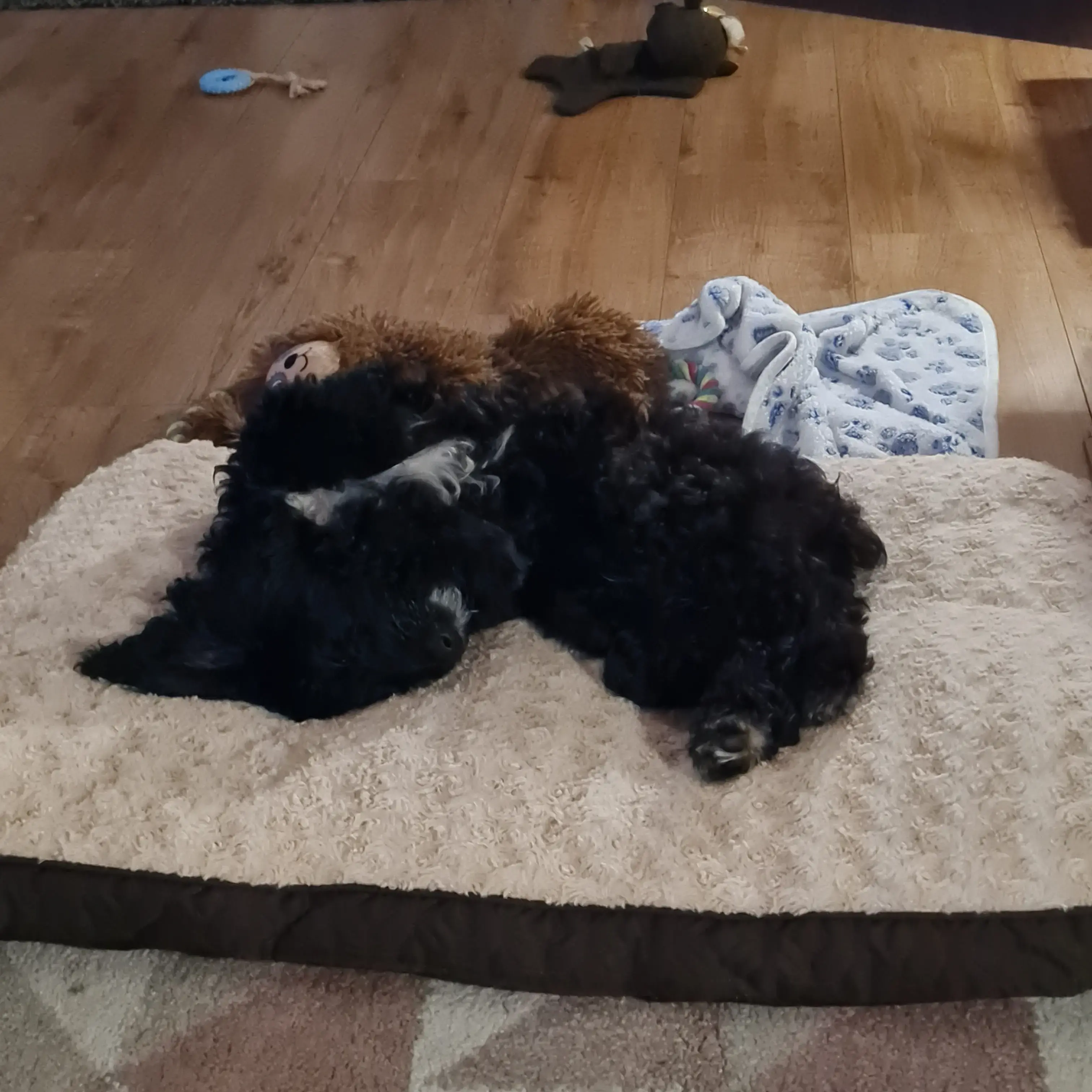 Poodle (Standard)
