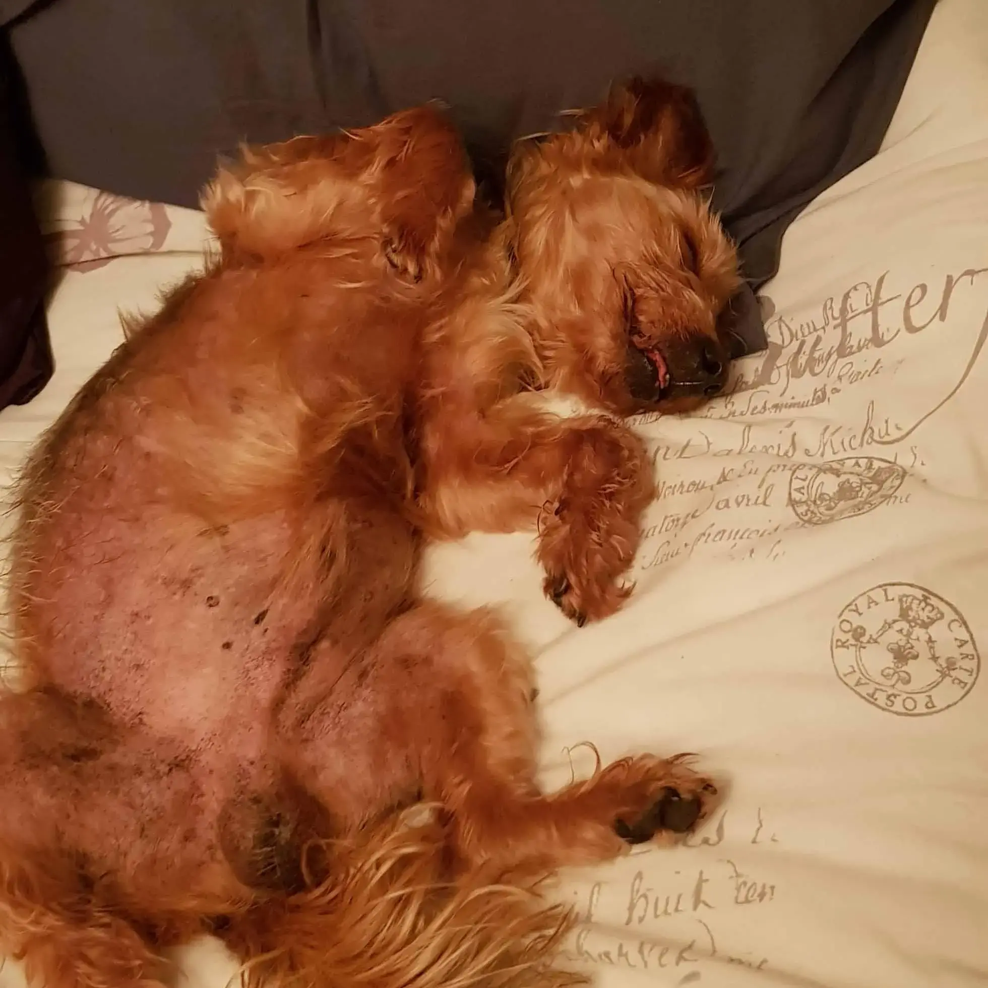 Yorkshire Terrier