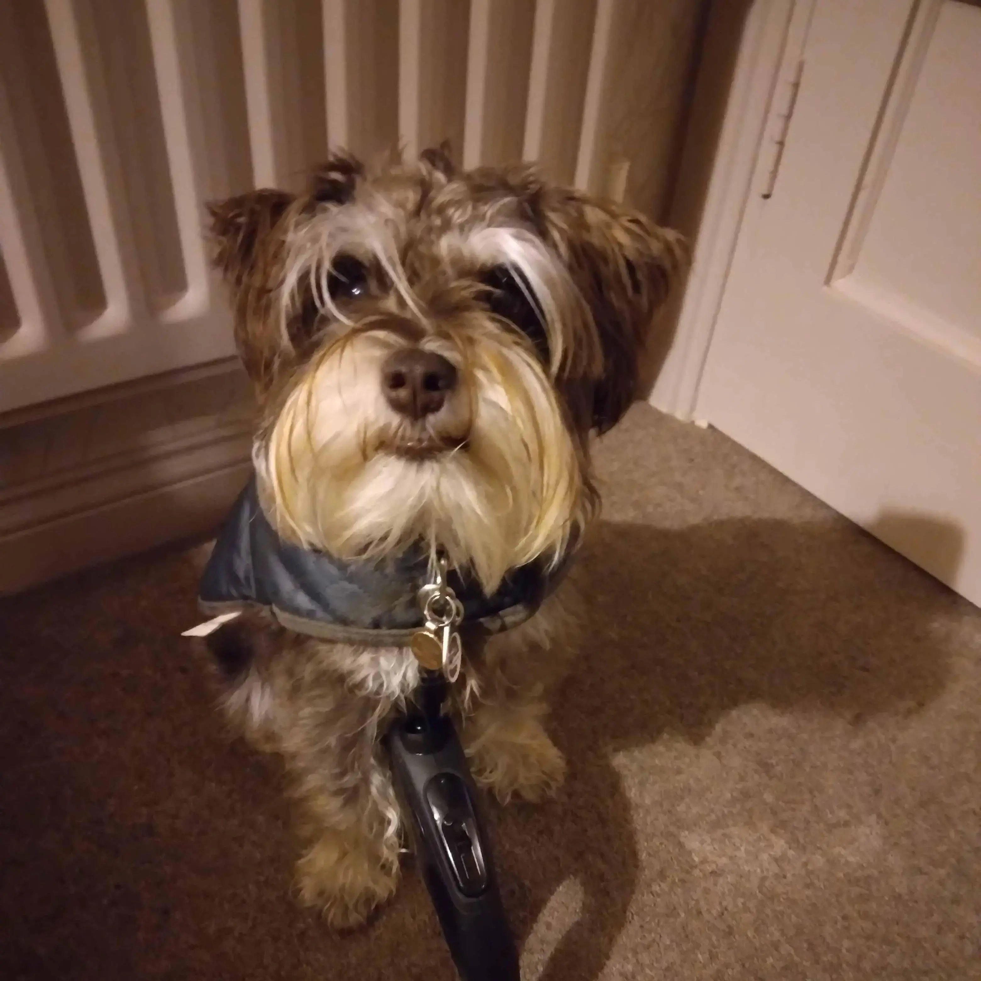 Schnauzer (Miniature)