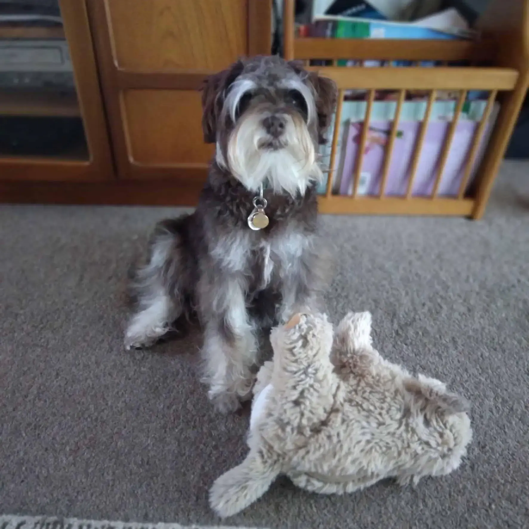 Schnauzer (Miniature)