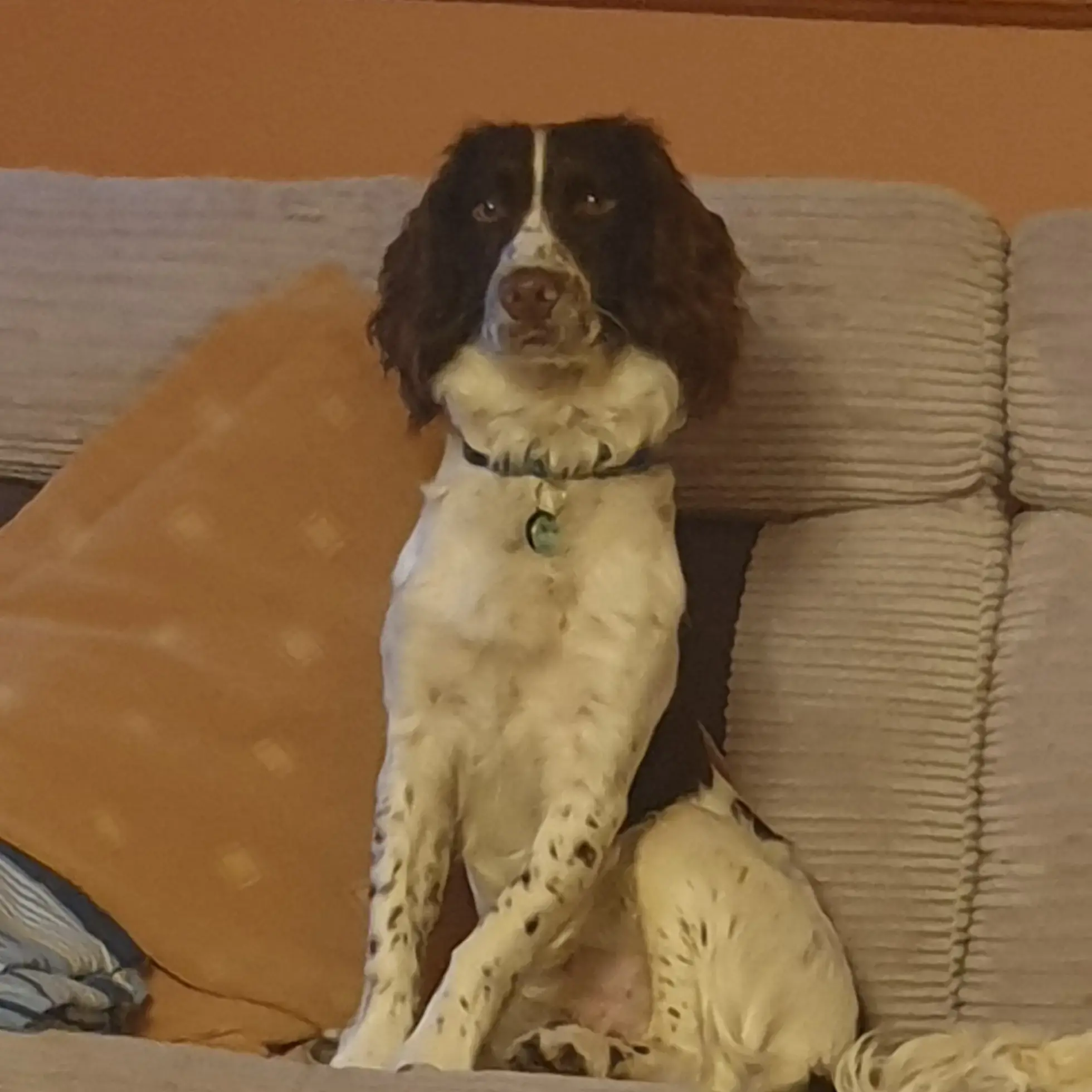 English Springer Spaniel