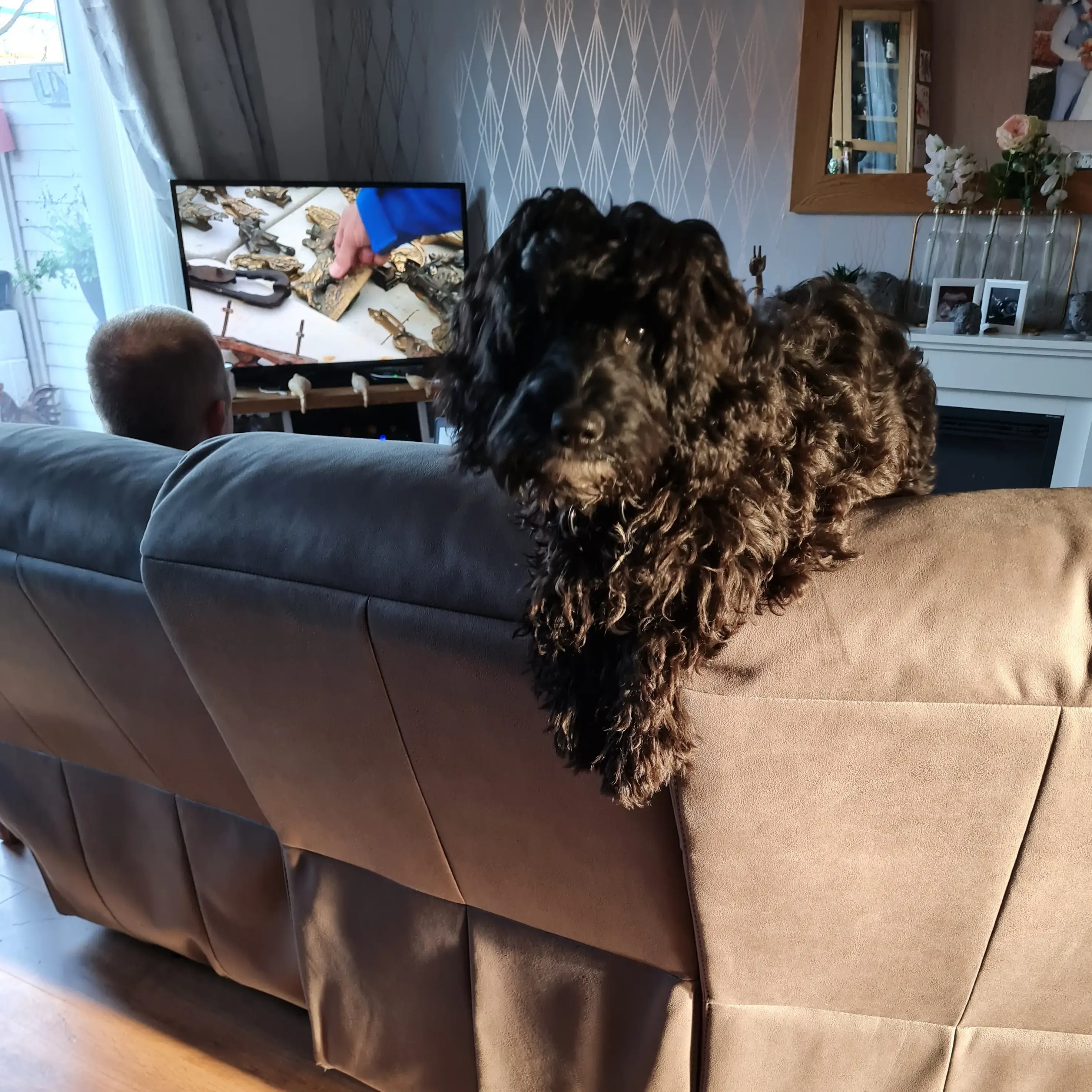 Poodle (Standard)
