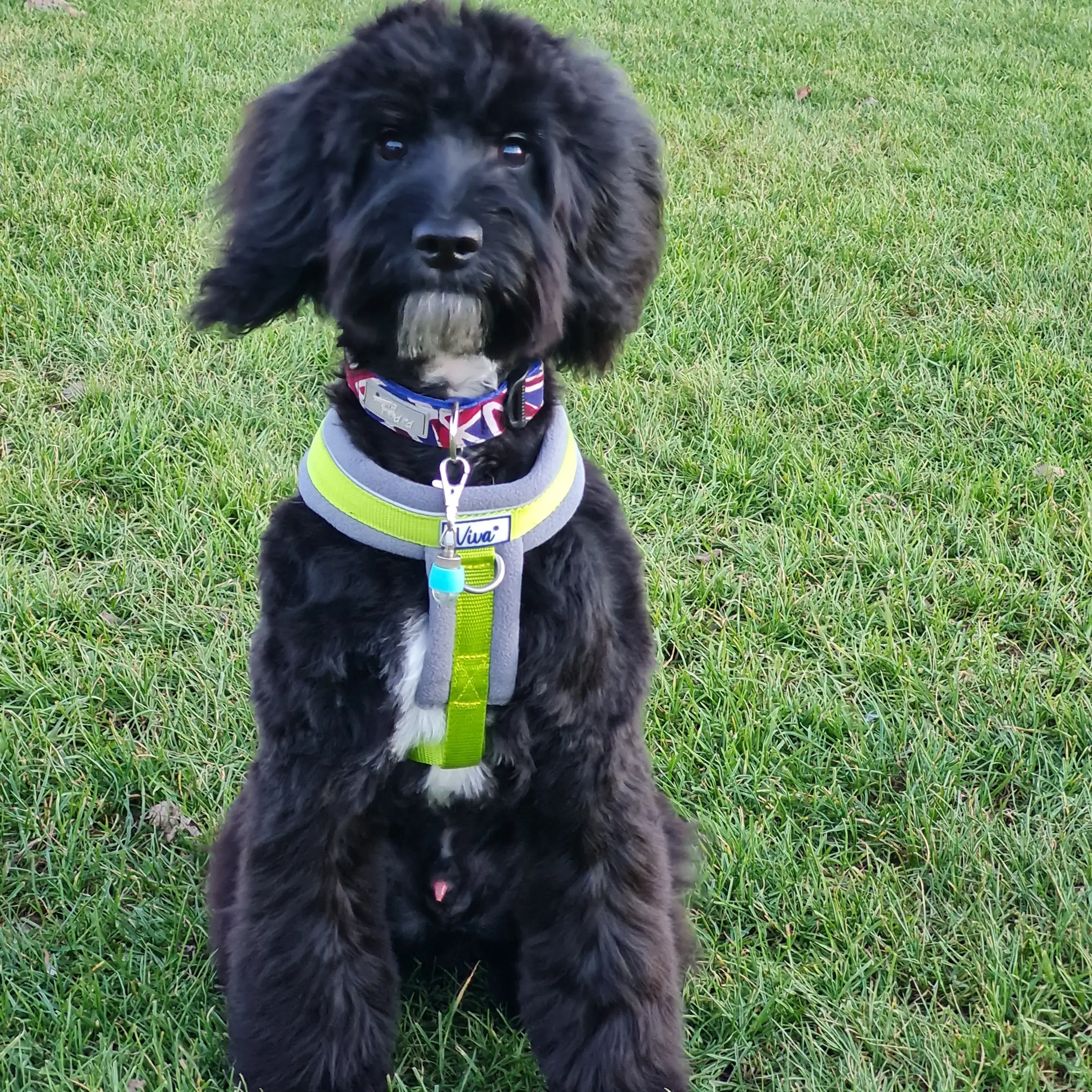 Poodle (Standard)