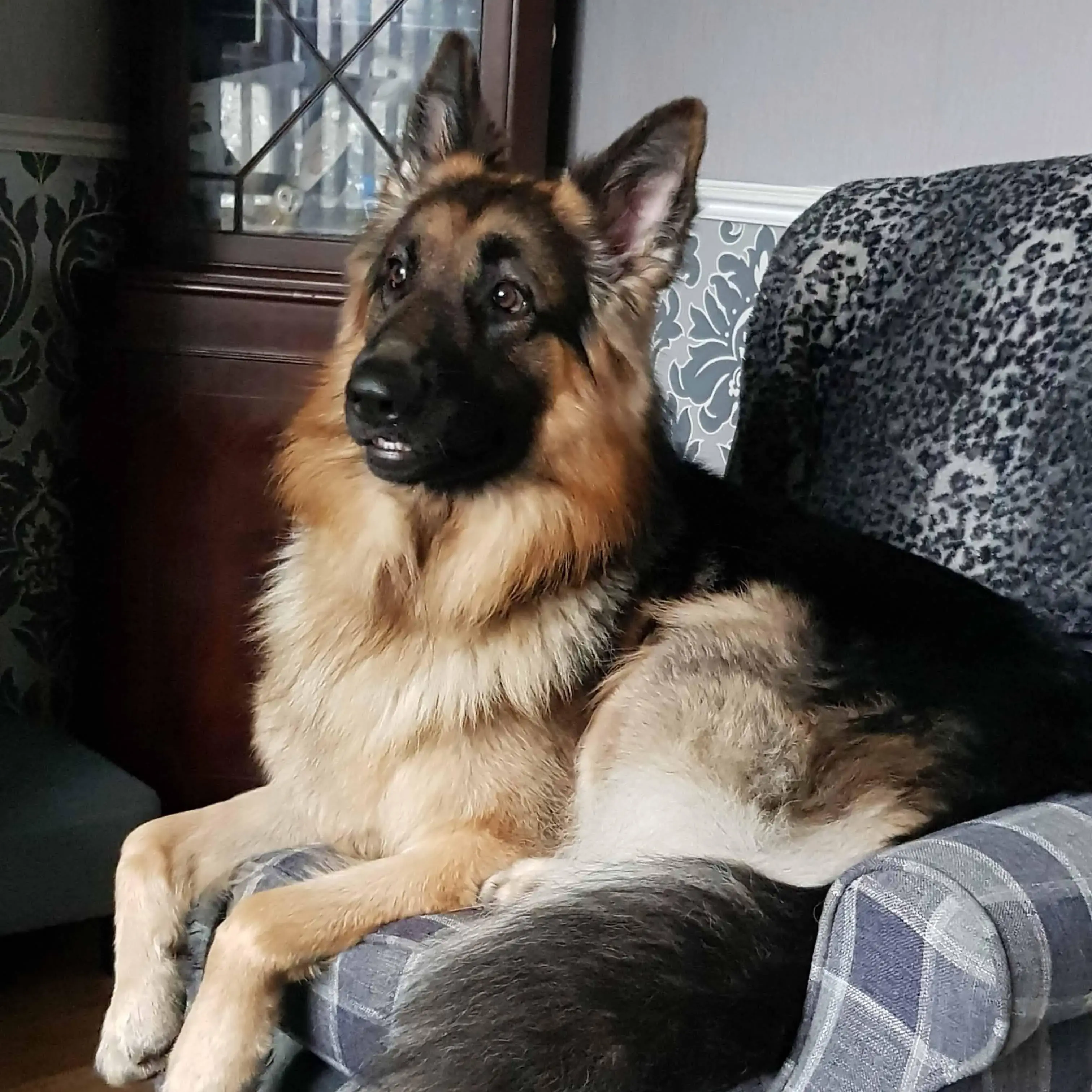 German Shepherd Dog