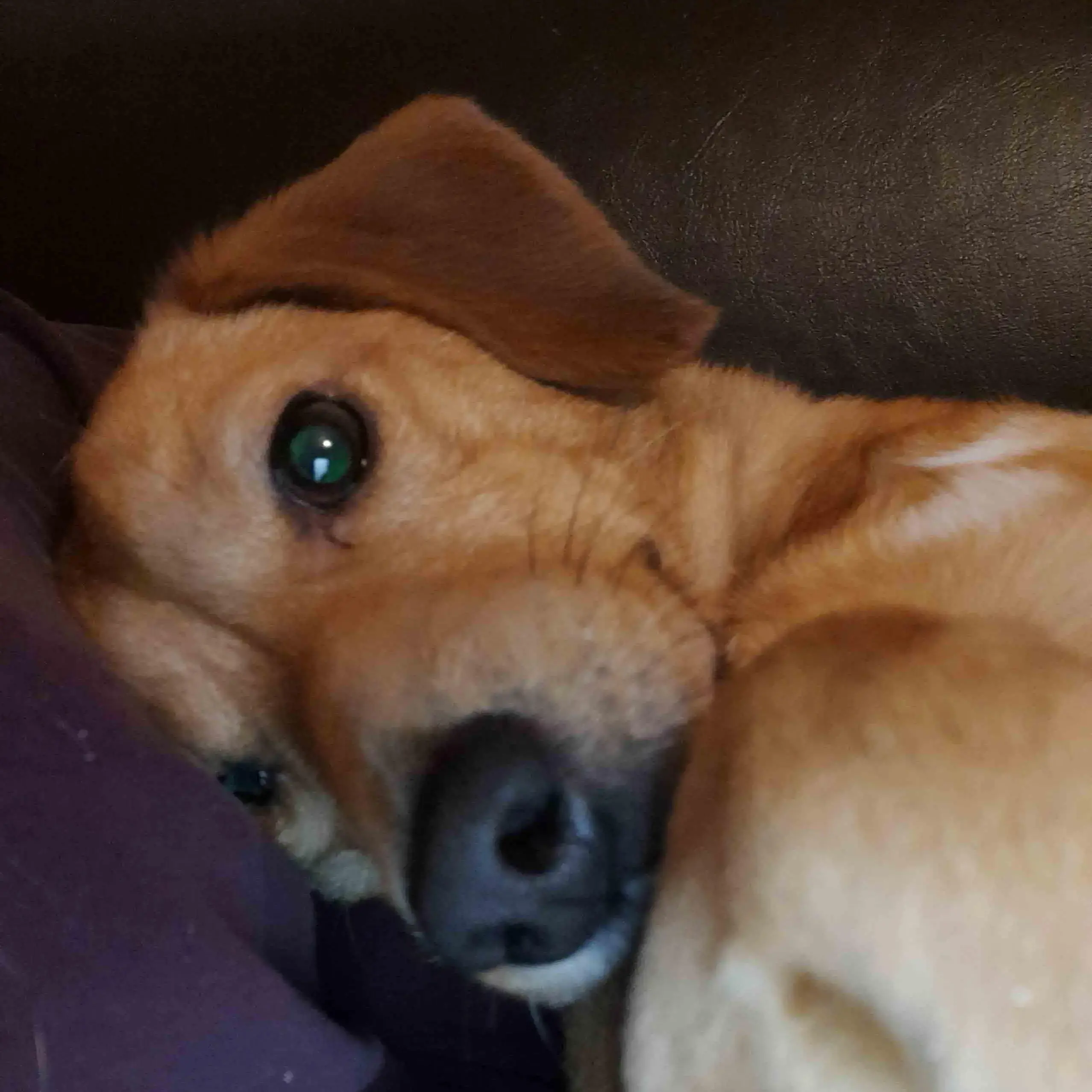 Dachshund (Long-Haired)