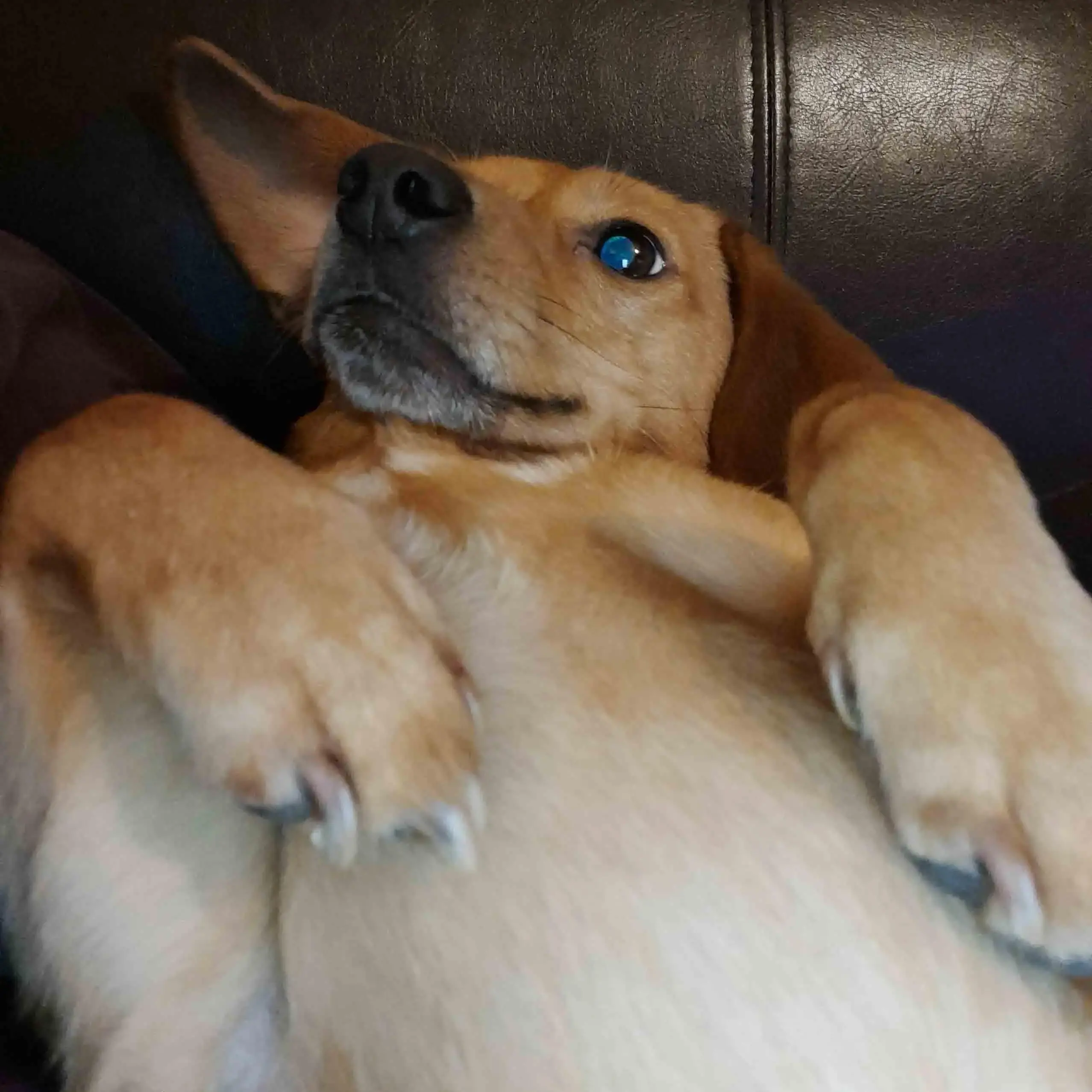 Dachshund (Long-Haired)