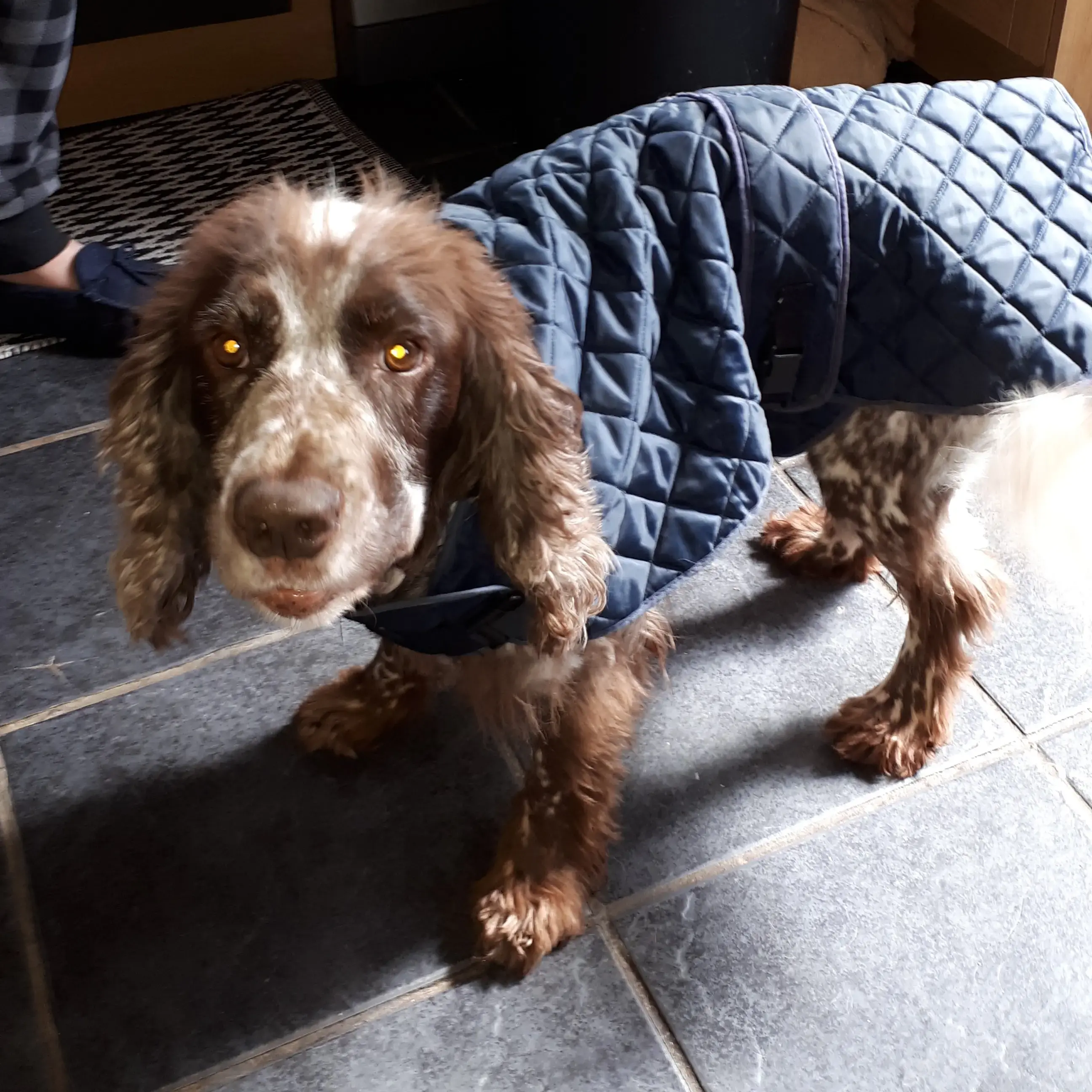 Cocker Spaniel (English)