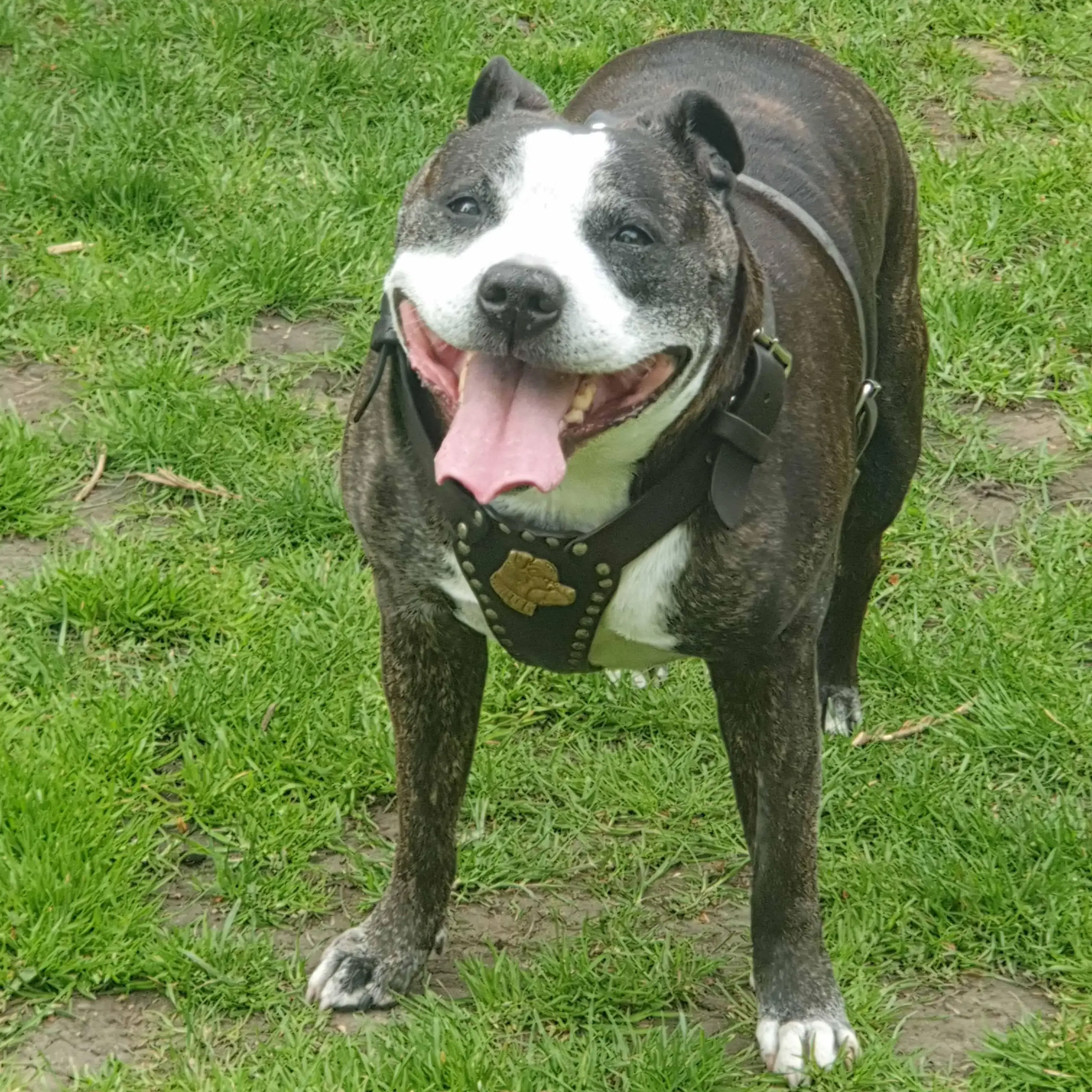 Staffordshire Bull Terrier