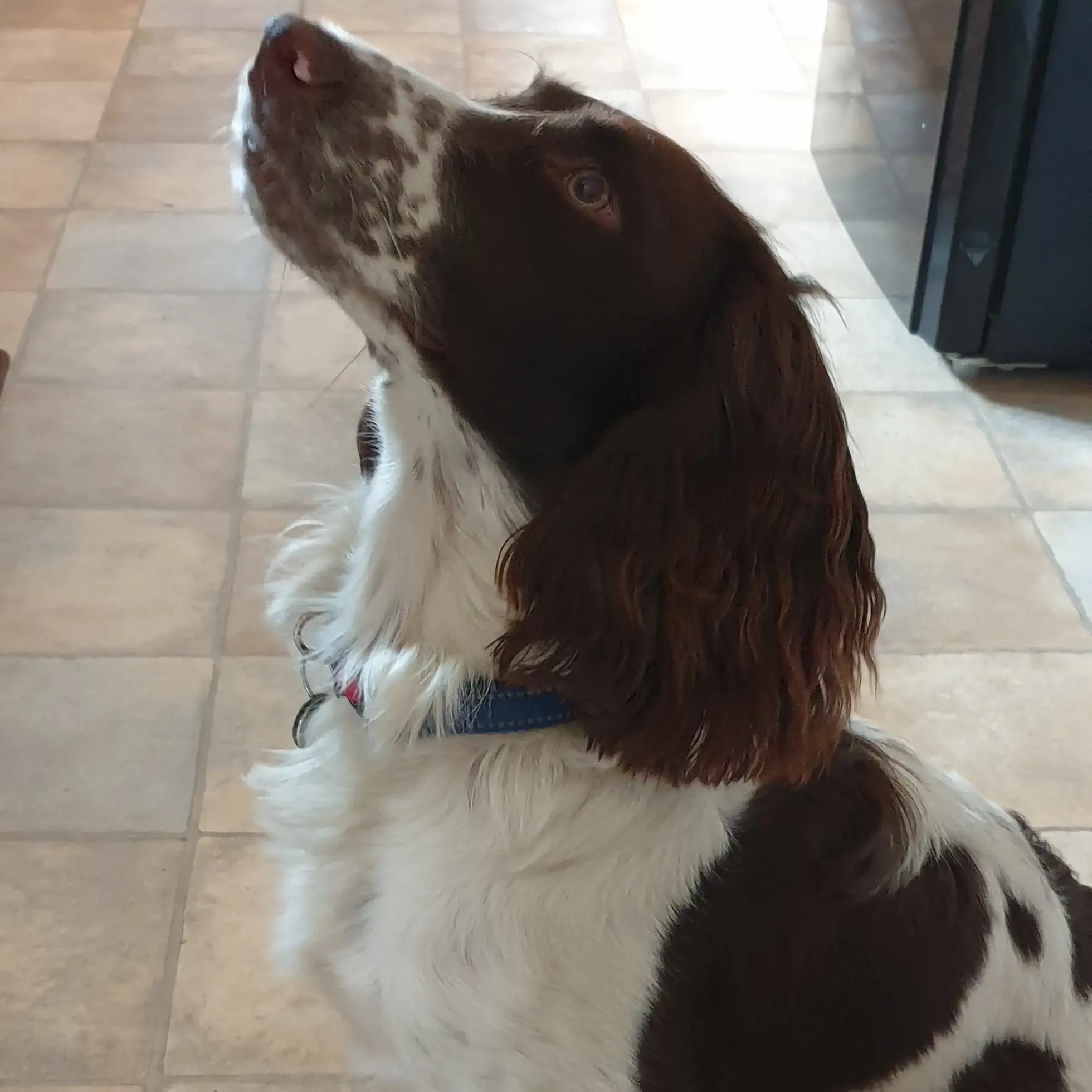 English Springer Spaniel